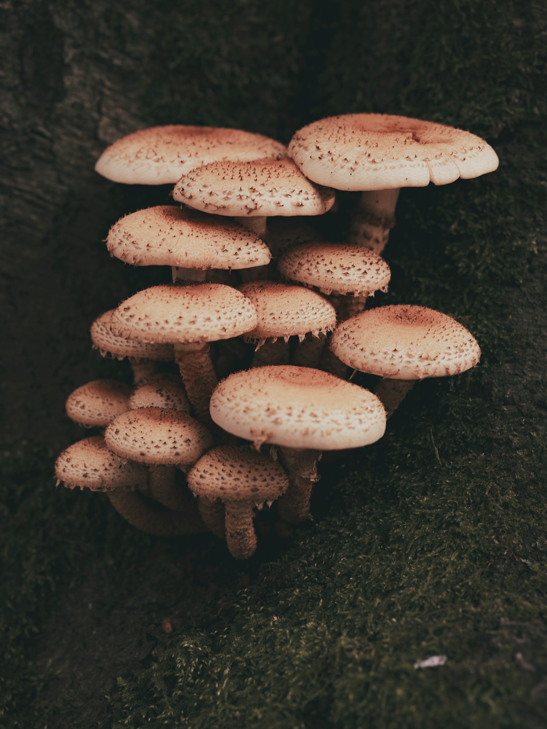 A group of mushrooms growing on the side of a tree
