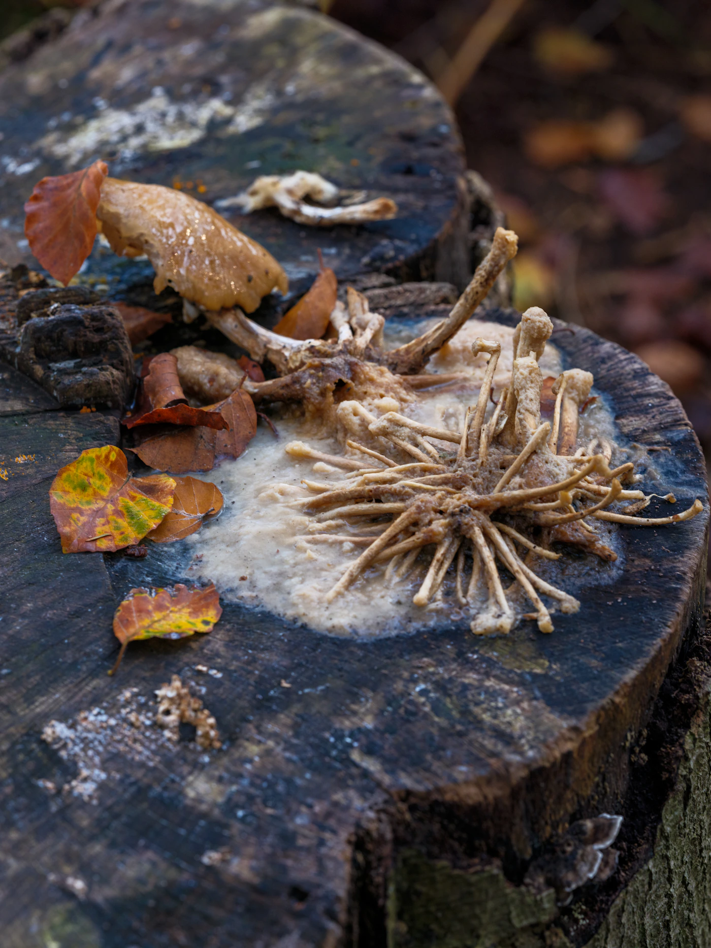 Cordyceps sinensis