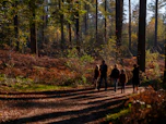 A group of people walking down a dirt road in the woods