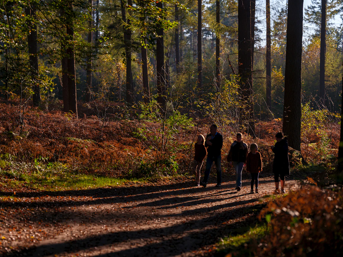 A group walking together down a forest path