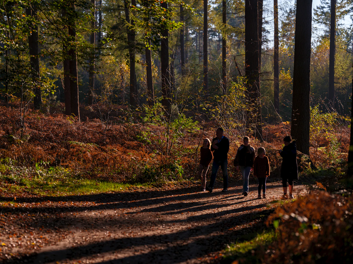 A group walking together down a forest path