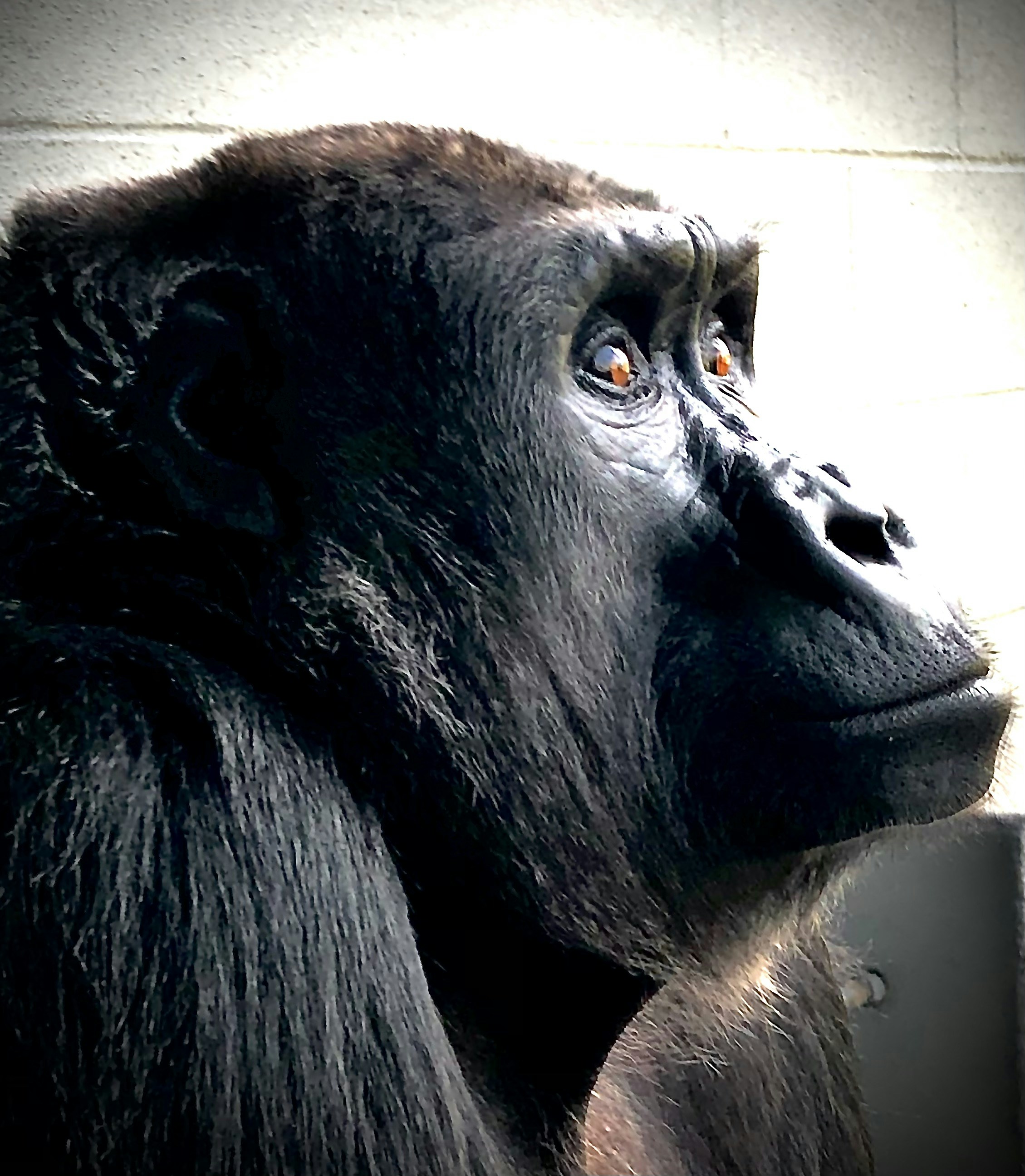 A close up of a monkey near a wall