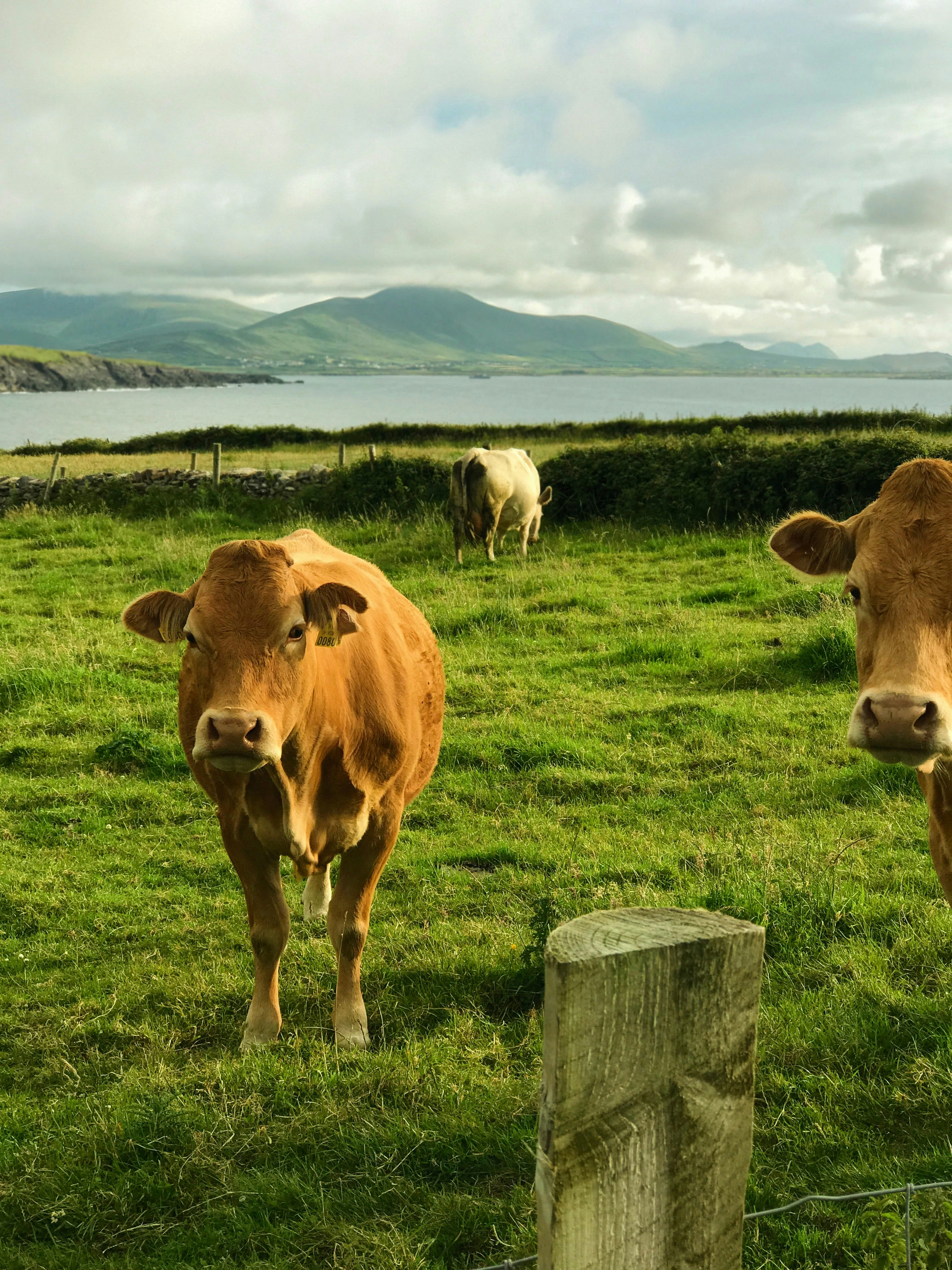 A couple of brown cows standing on top of a lush green field