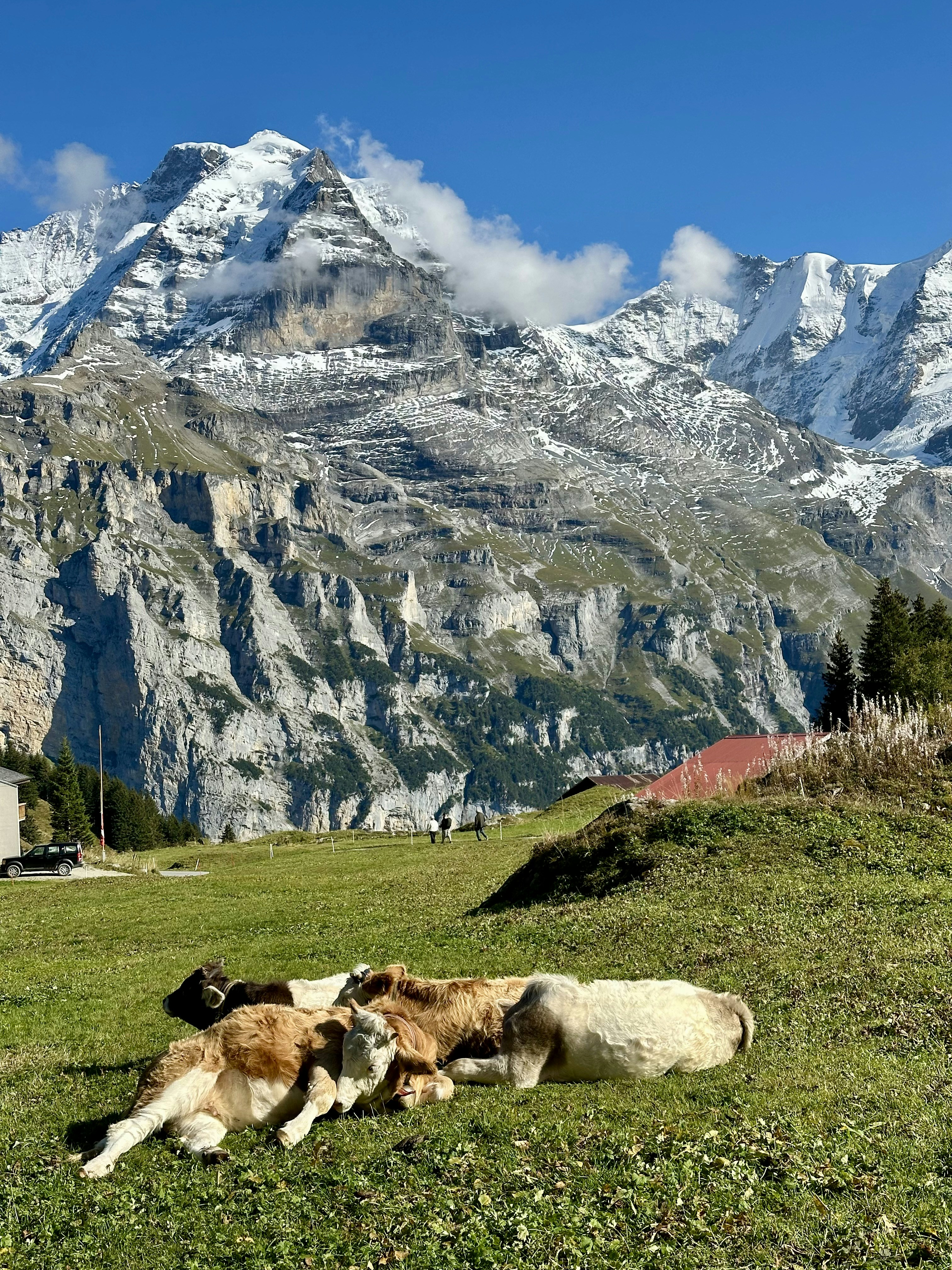8 Animal Safety Tips for Alpine Peak Camping