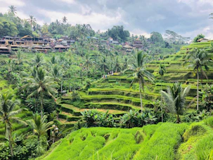 A lush green hillside covered in lots of trees