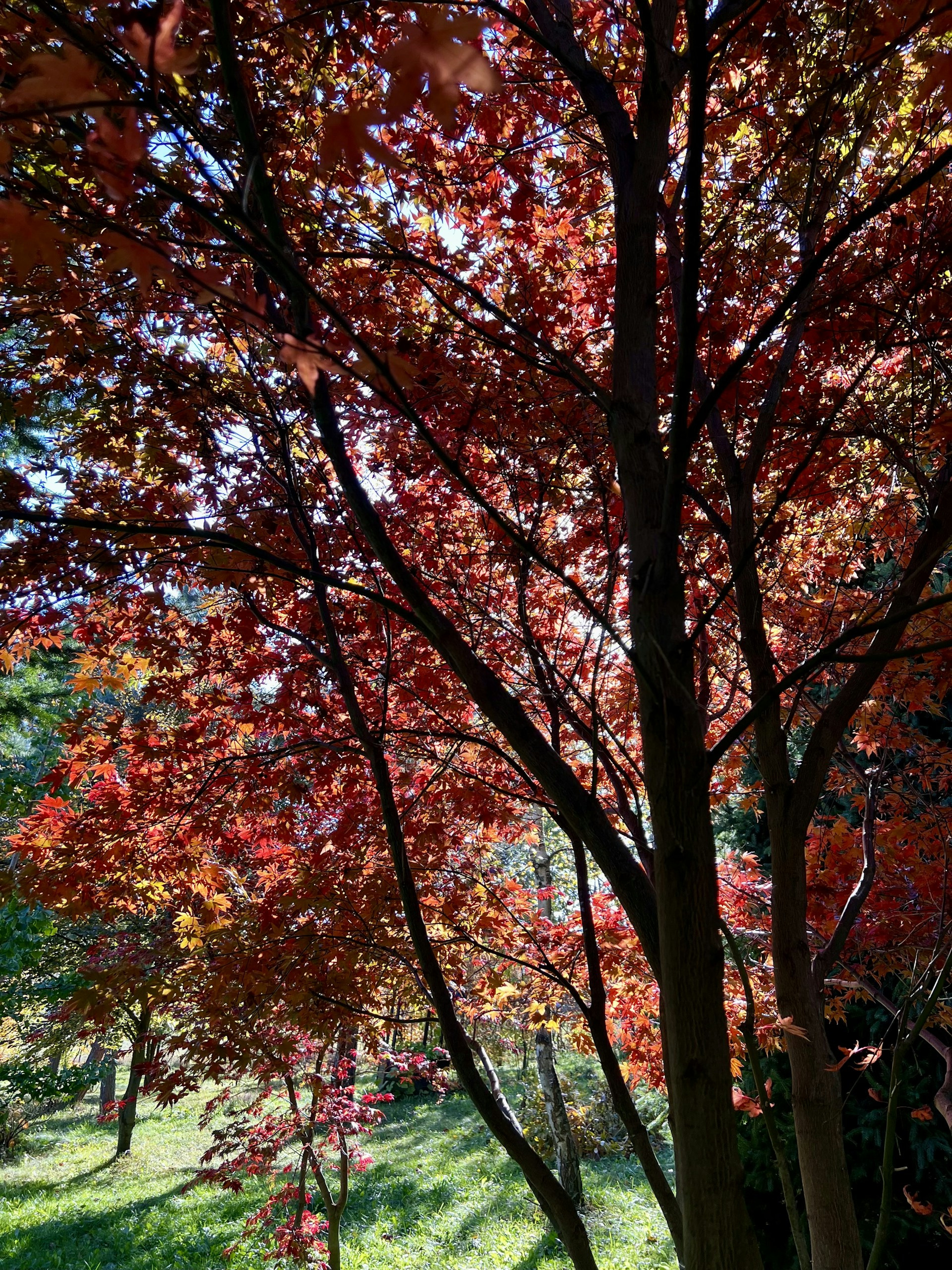 A tree with red leaves in a park