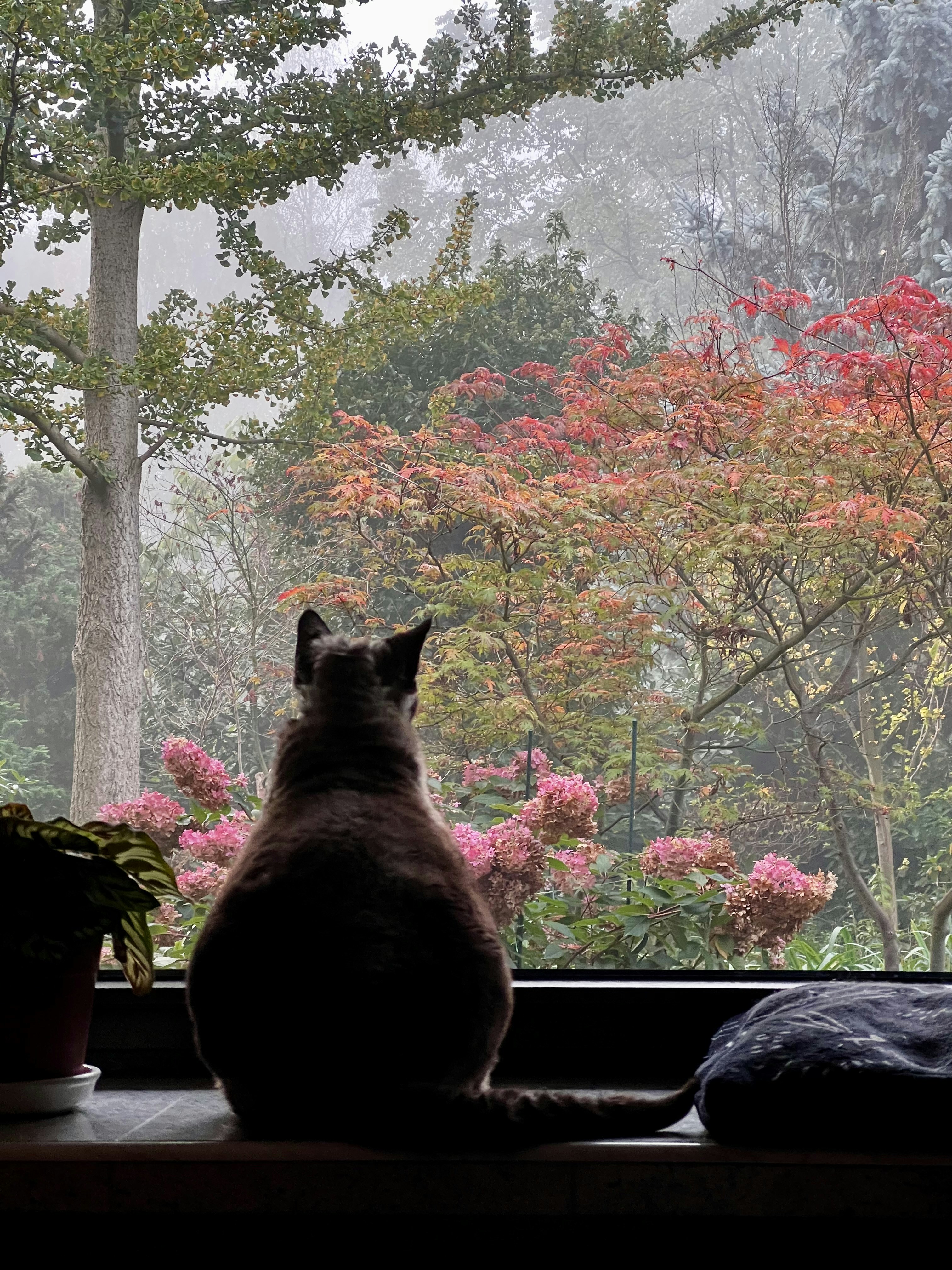 The Mysterious Memory of Cats (image credits: unsplash)