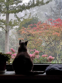 A cat sitting on a window sill looking out a window