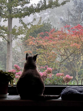 A cat sitting on a window sill looking out a window