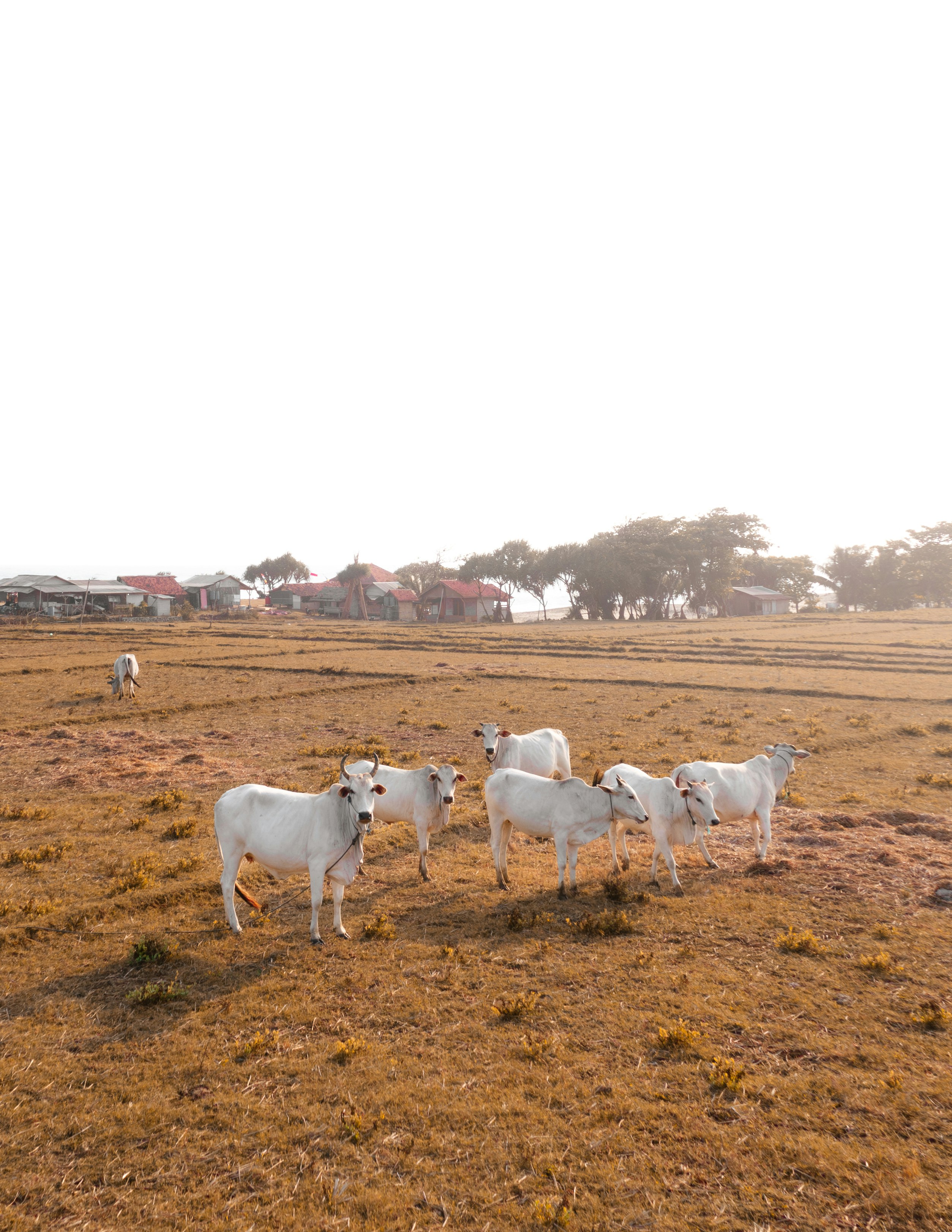 A herd of cattle standing on top of a dry grass field