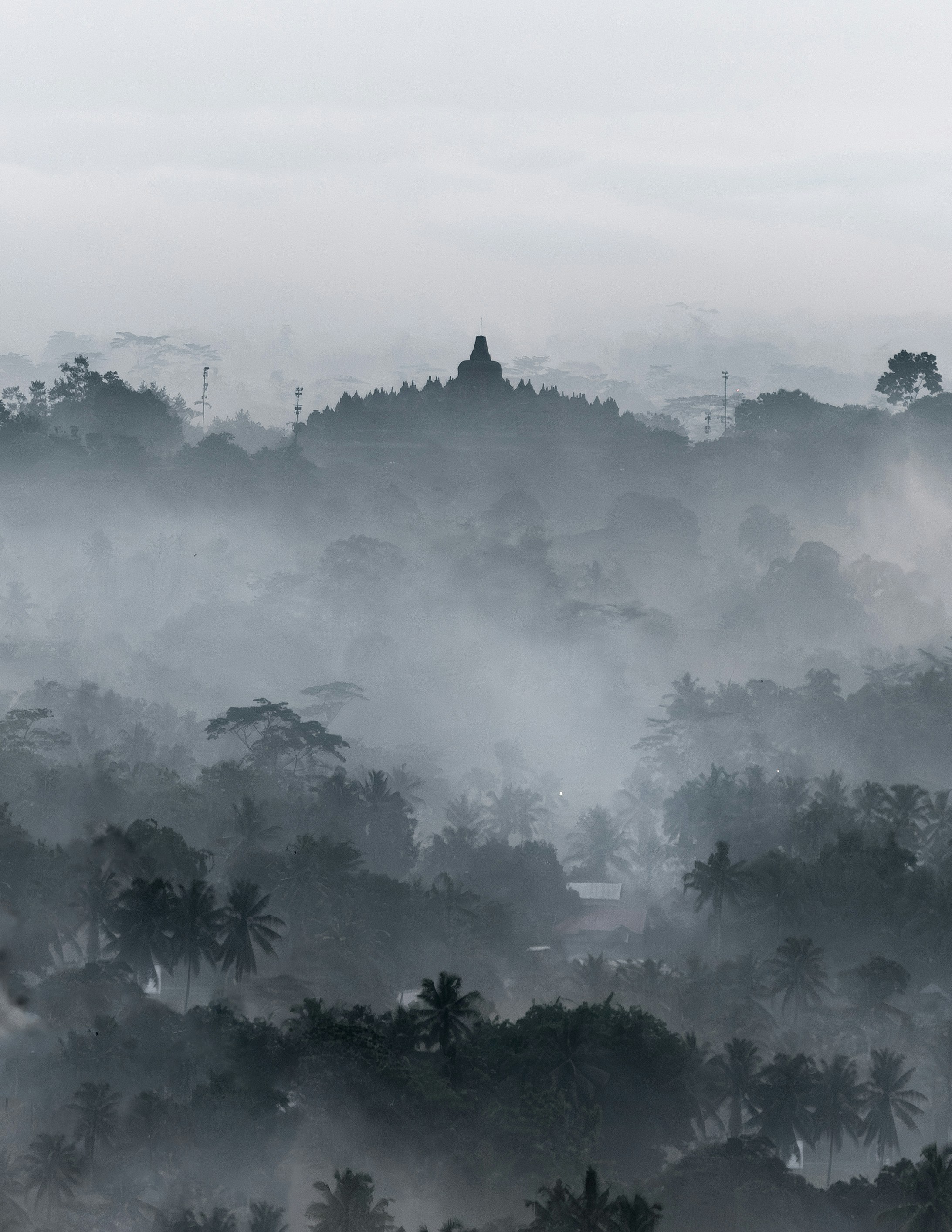 A foggy forest filled with lots of trees