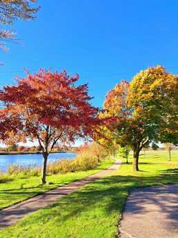 A paved path in a park next to a lake