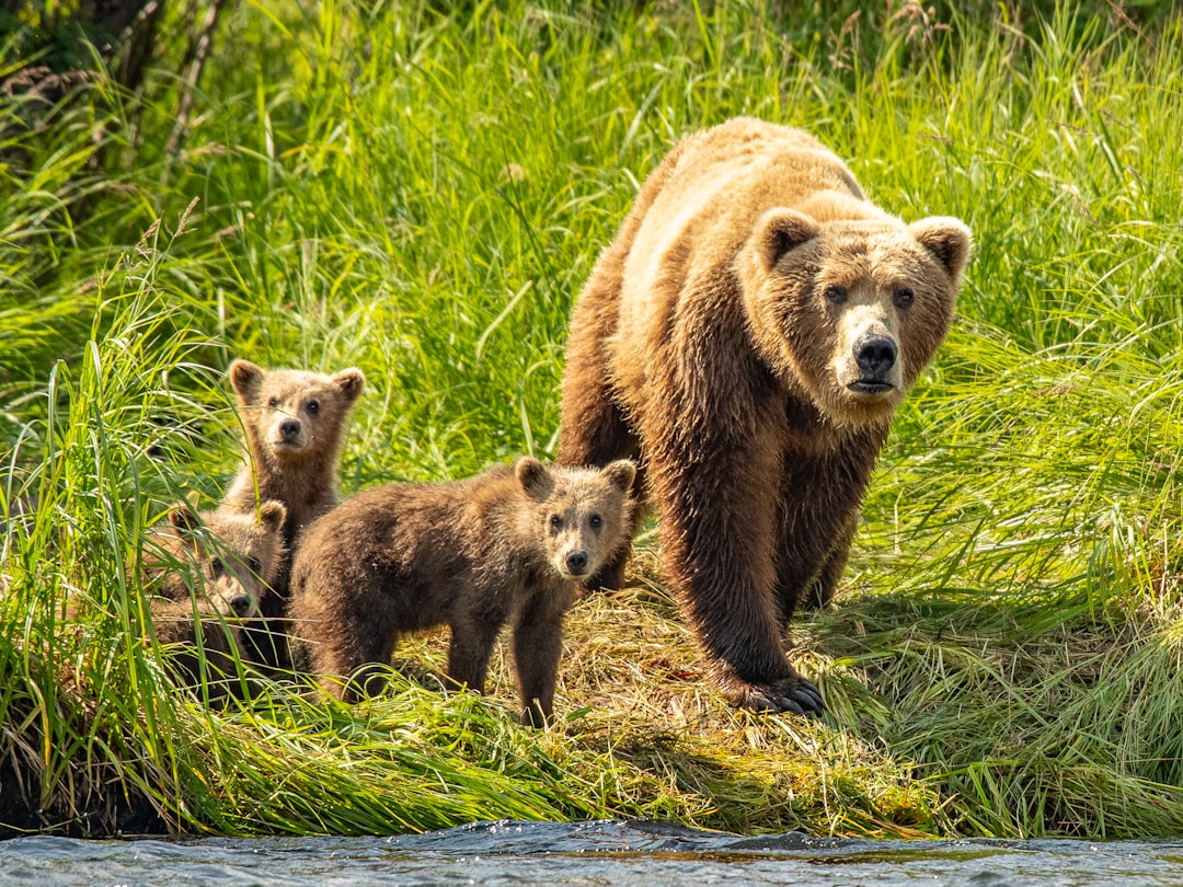 Bear Viewing Tour with Muddy Water Adventures