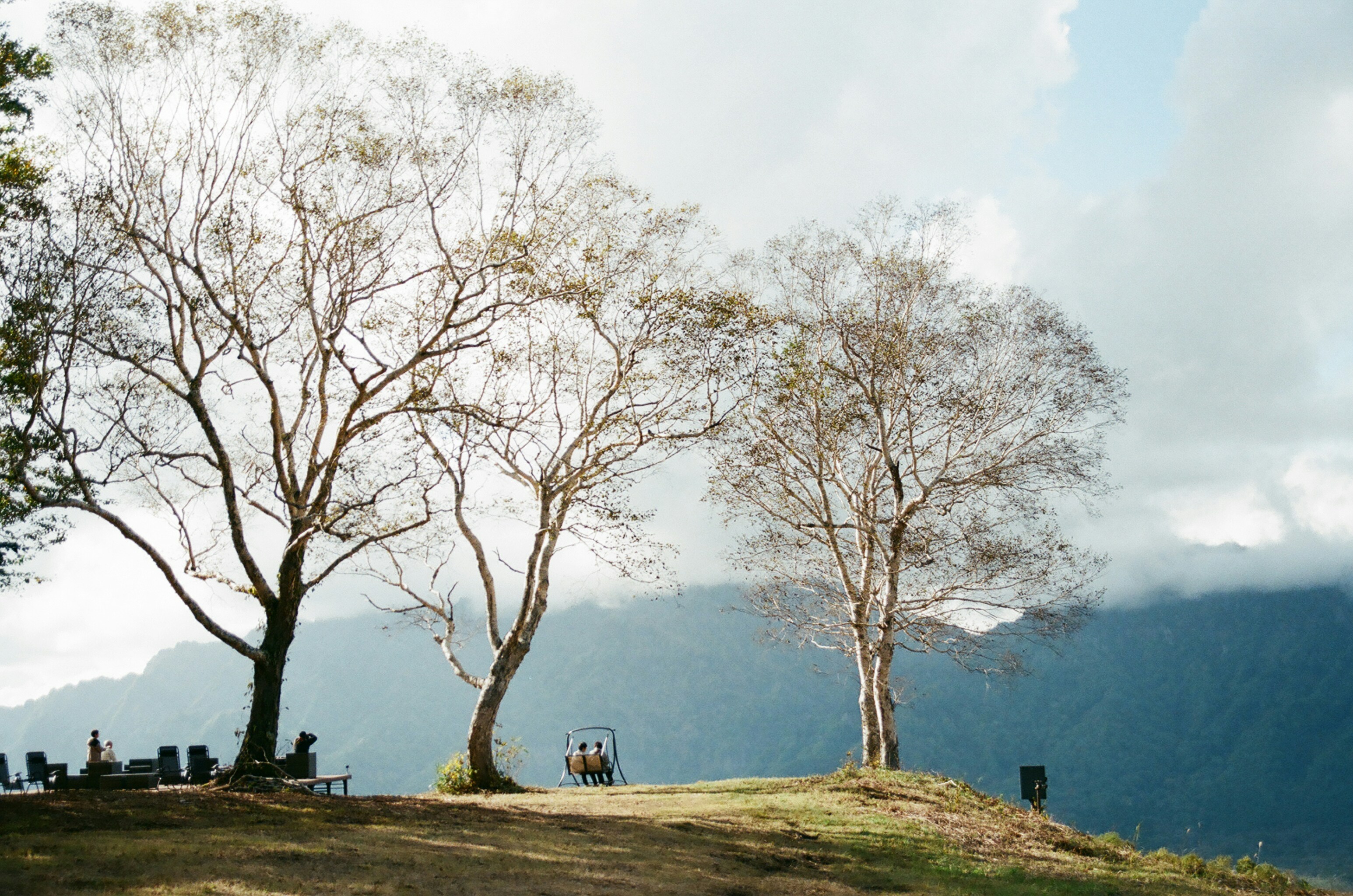 A couple of trees sitting on top of a lush green hillside
