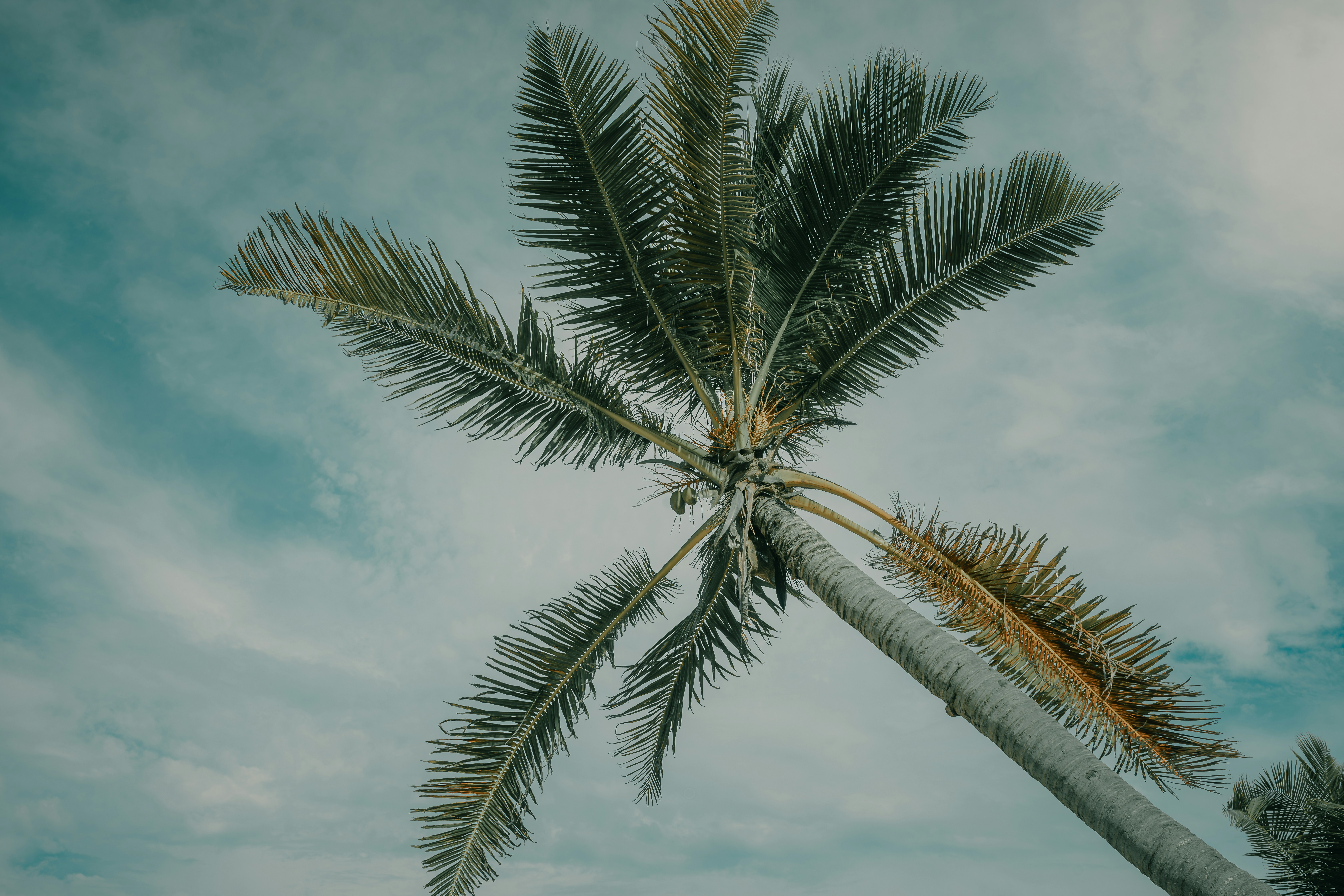 Palm tree on beach with blue sky