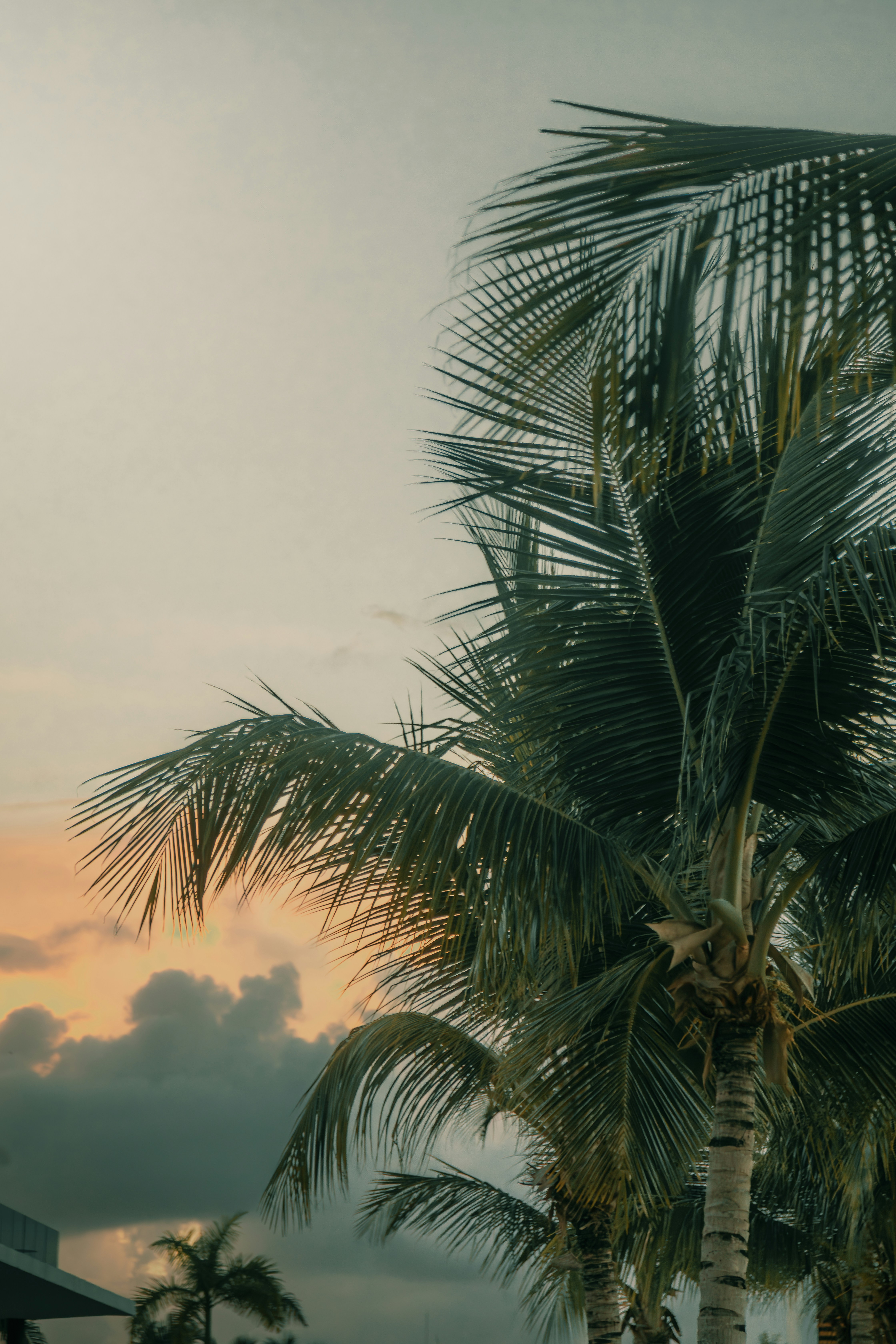 A tall palm tree sitting under a cloudy sky