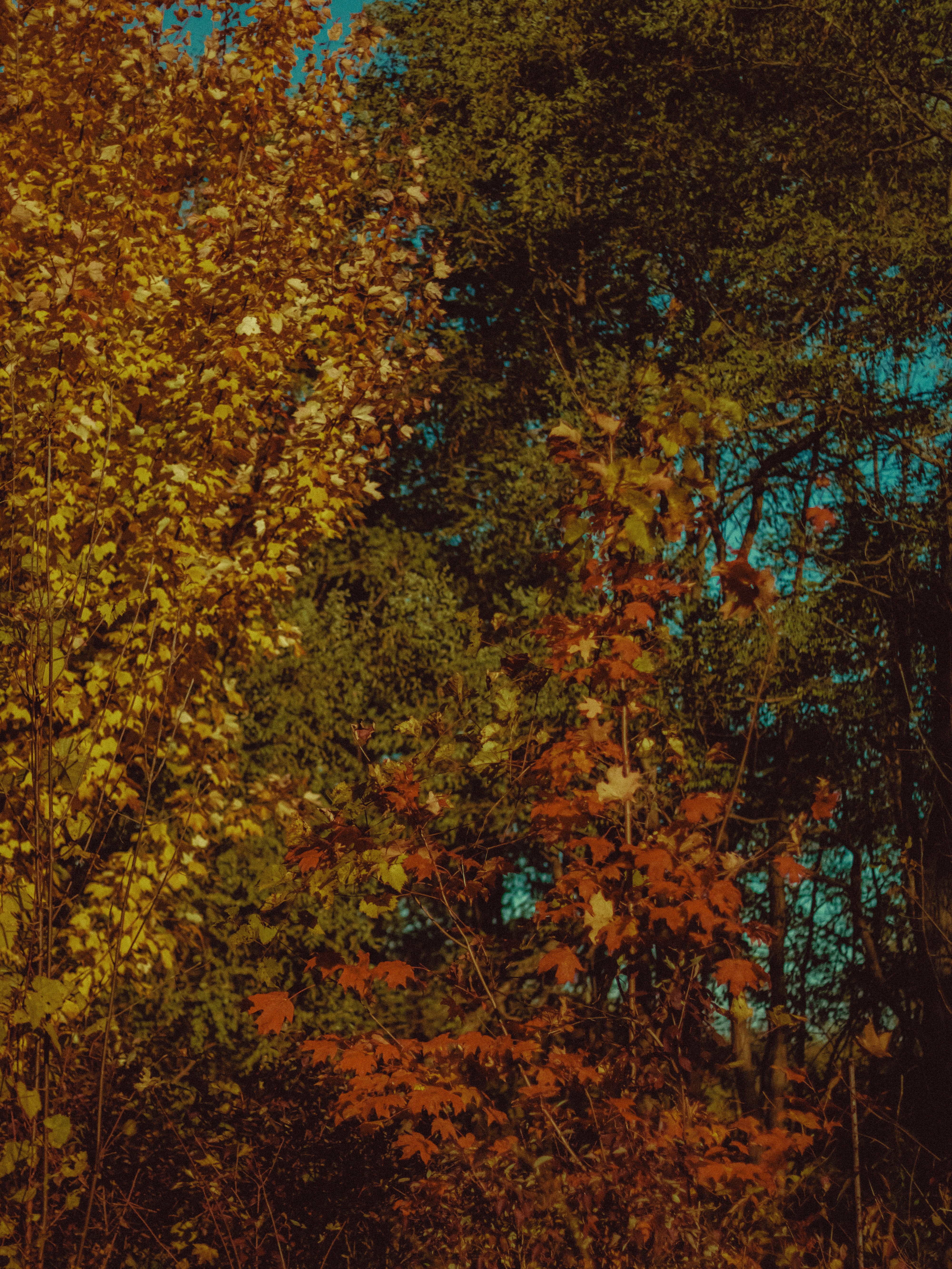 Photo by linusbelanger