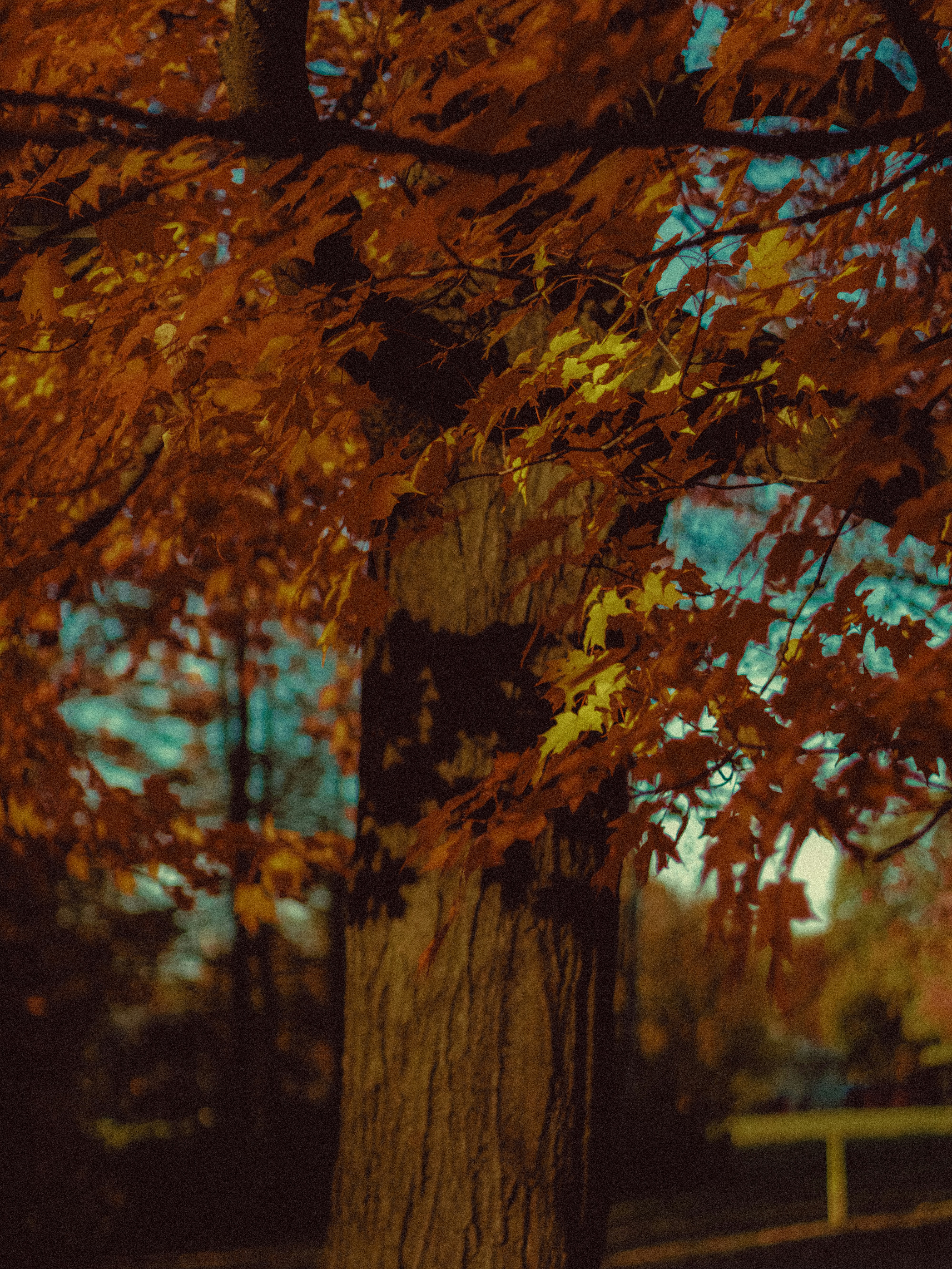 Photo by linusbelanger