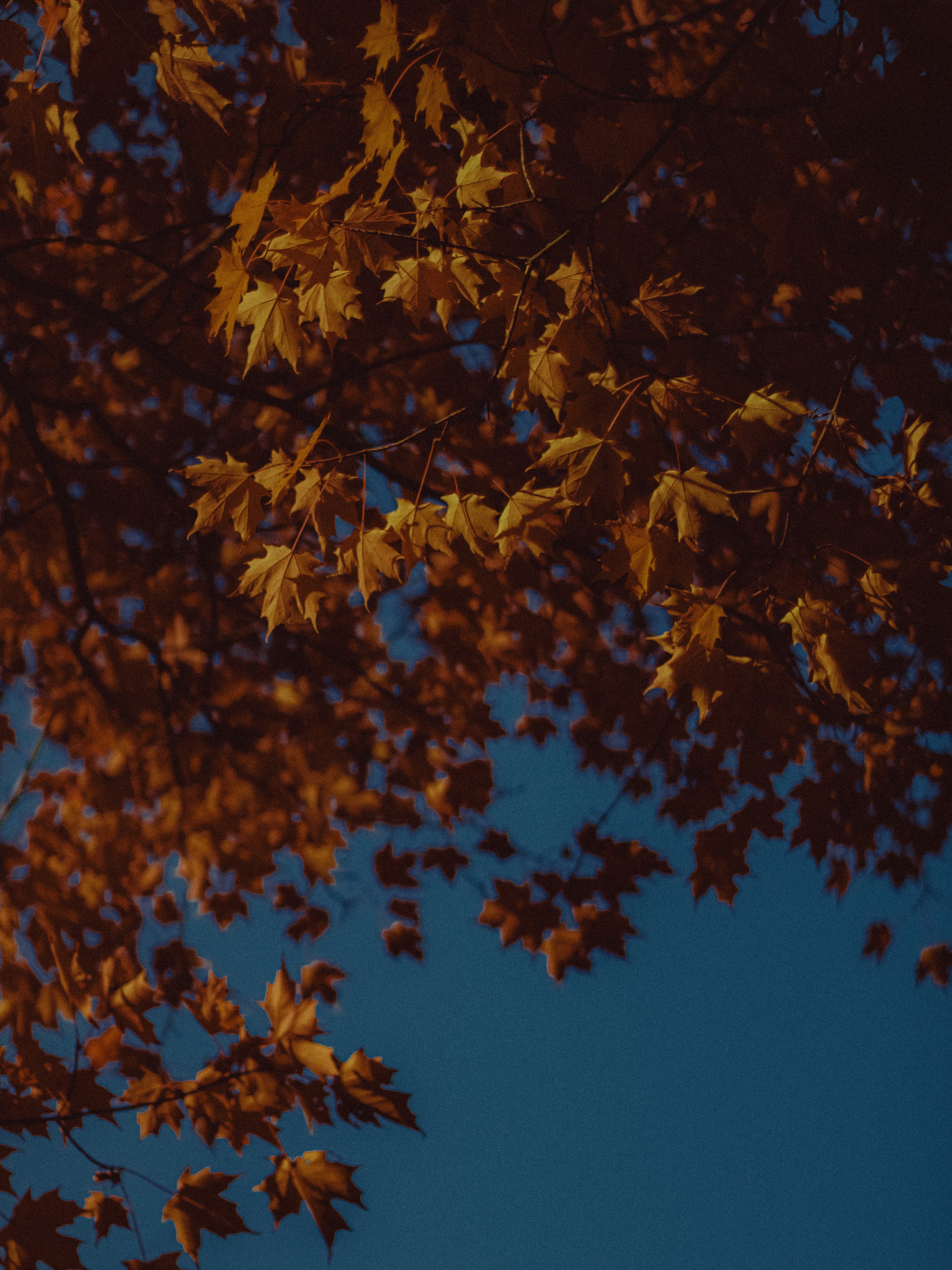 Photo by linusbelanger