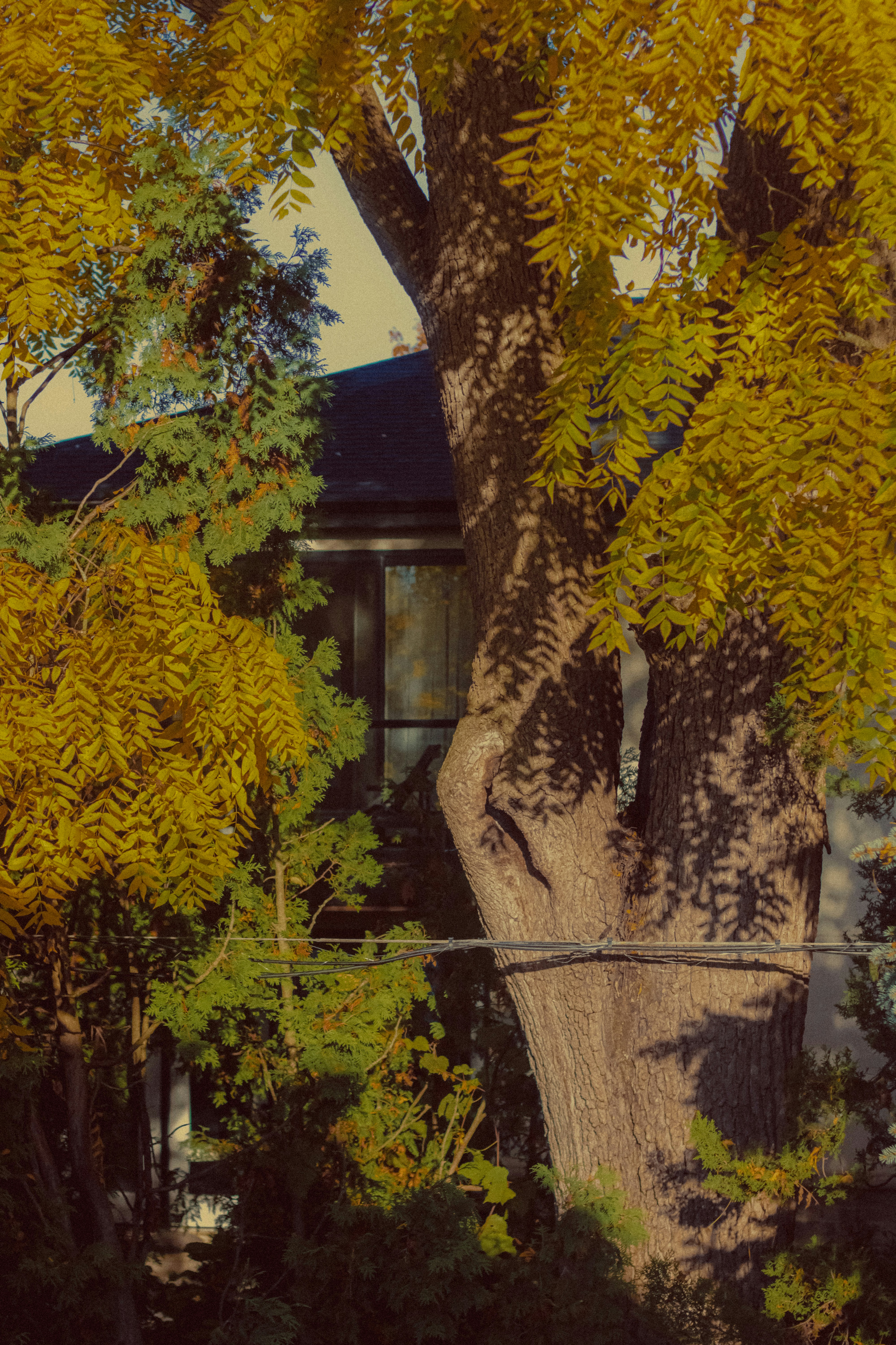 Photo by linusbelanger