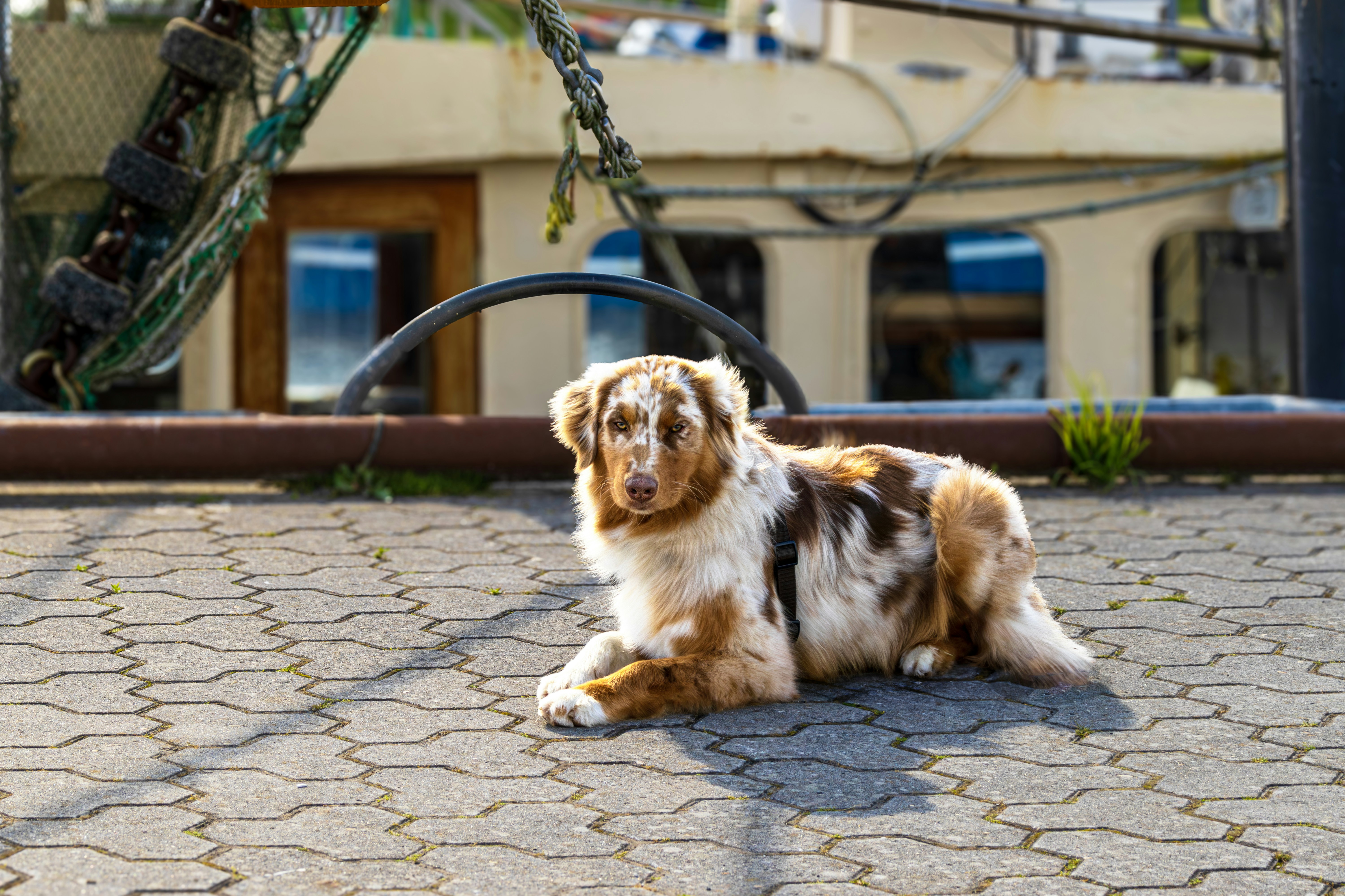Ein Hund, der vor einem Gebäude auf dem Boden liegt
