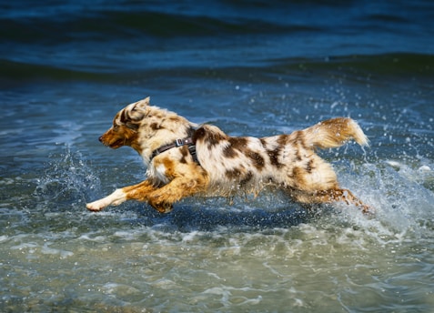 hundephysiotherapie-soltau, Foto von Jeremy Bishop auf Unsplash