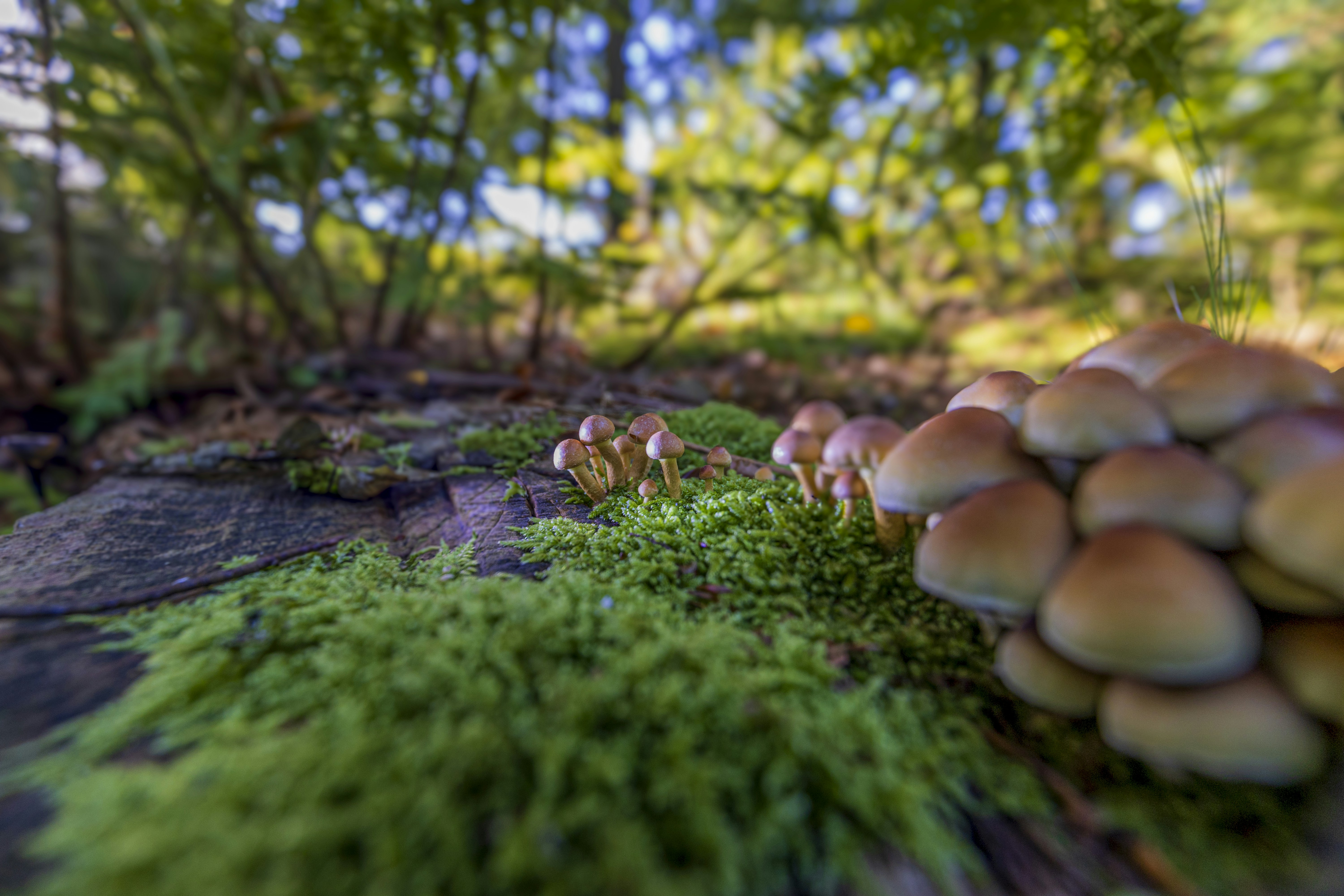Eine Gruppe von Pilzen, die auf einem Waldboden sitzen
