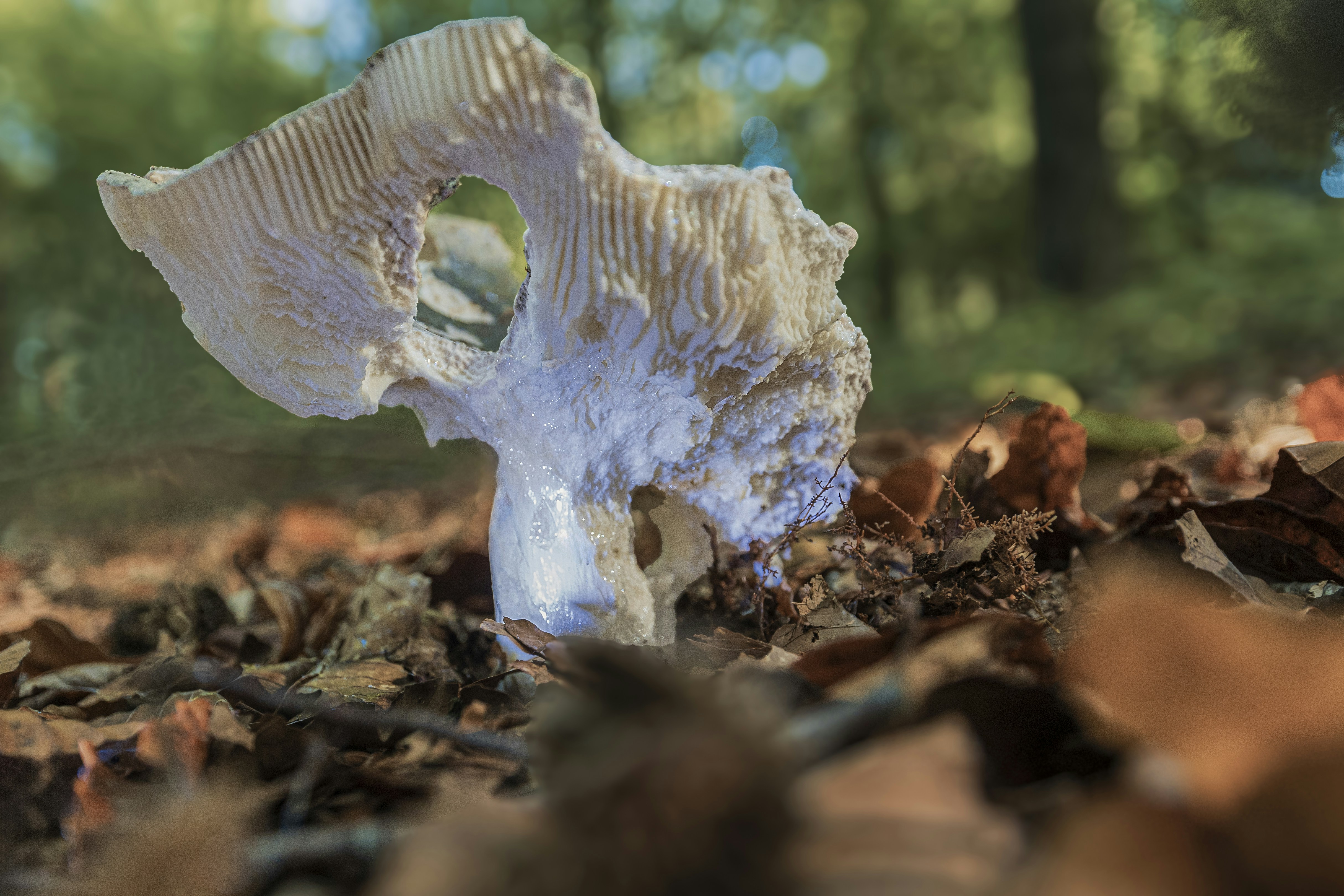 Ein weißer Pilz, der auf einem Laubhaufen sitzt