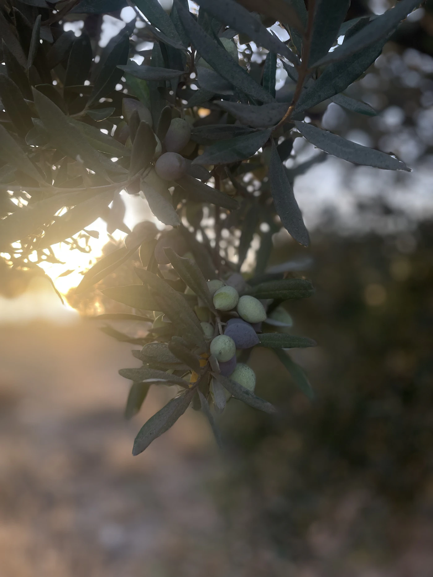 Rama de olivo con fruto al atardecer