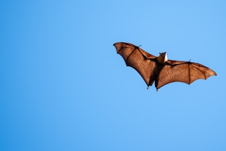 A large bat flying through a blue sky