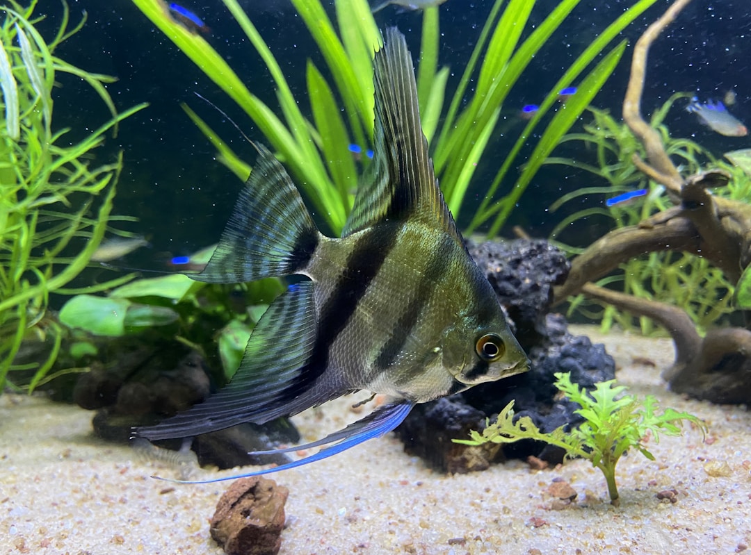 Manacapuru Angelfish in aquarium