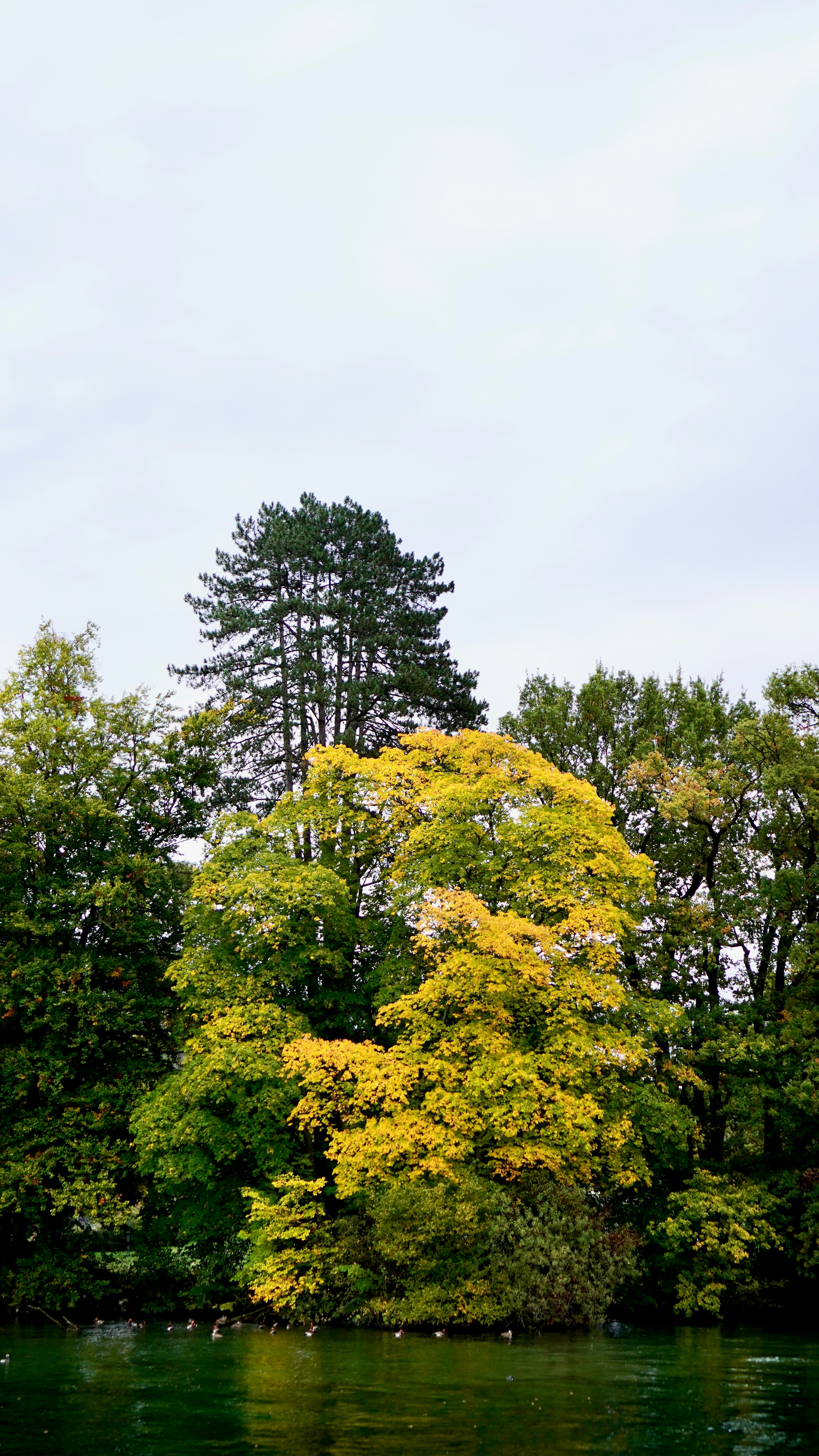 A tree in the middle of a body of water