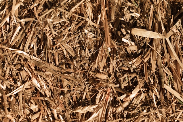 A close up of a pile of wood chips