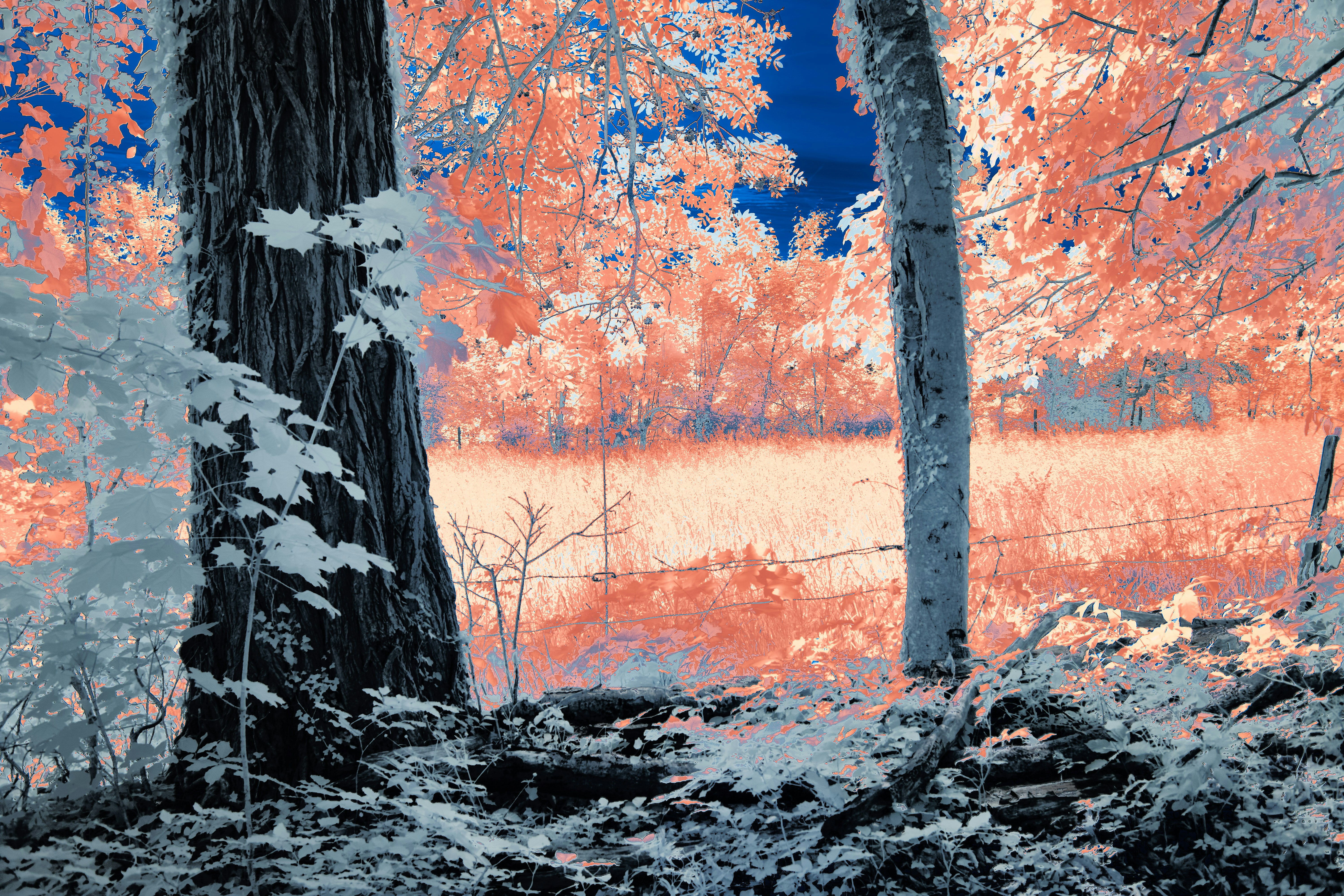 Photo by wolfgang_hasselmann