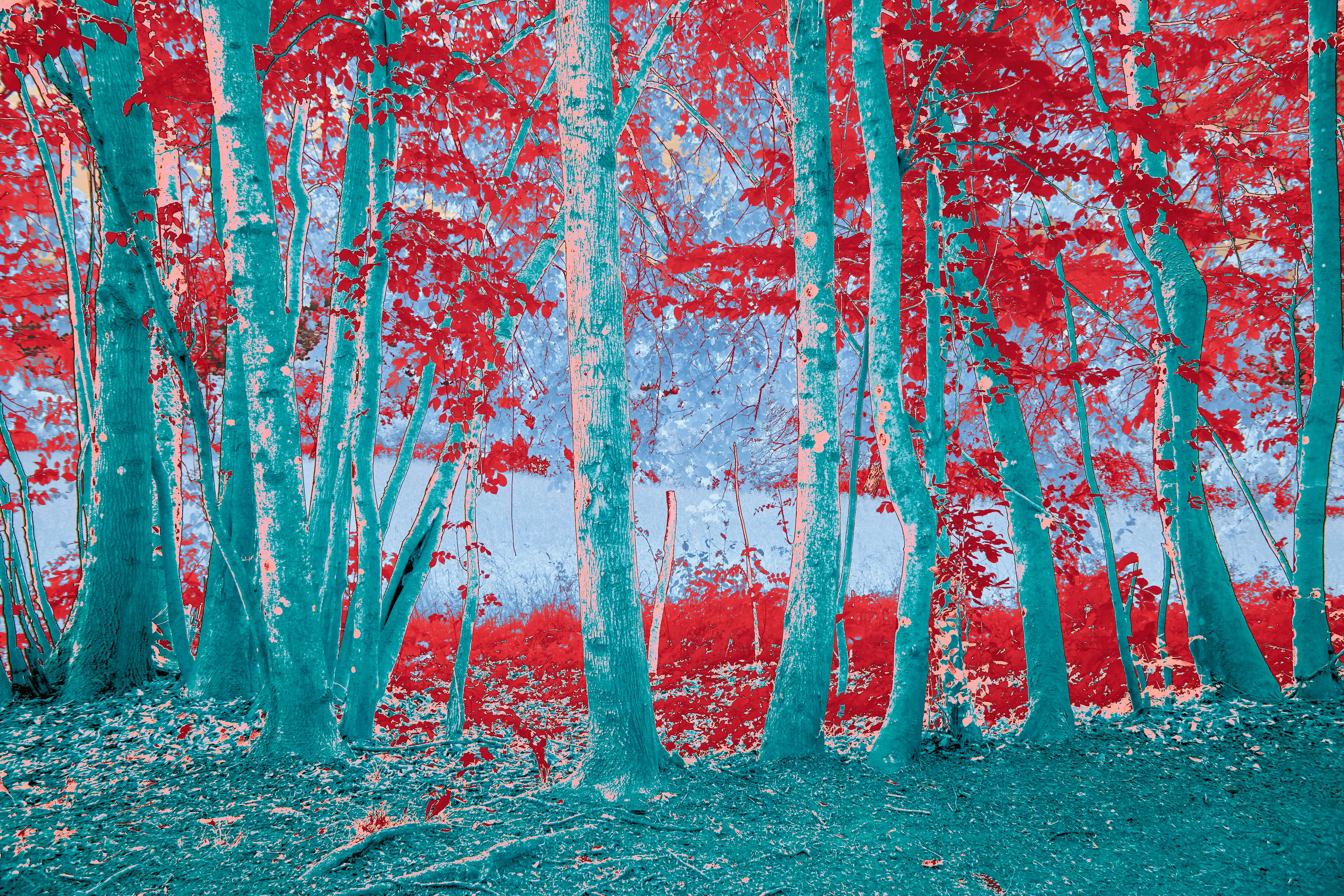 Photo by wolfgang_hasselmann