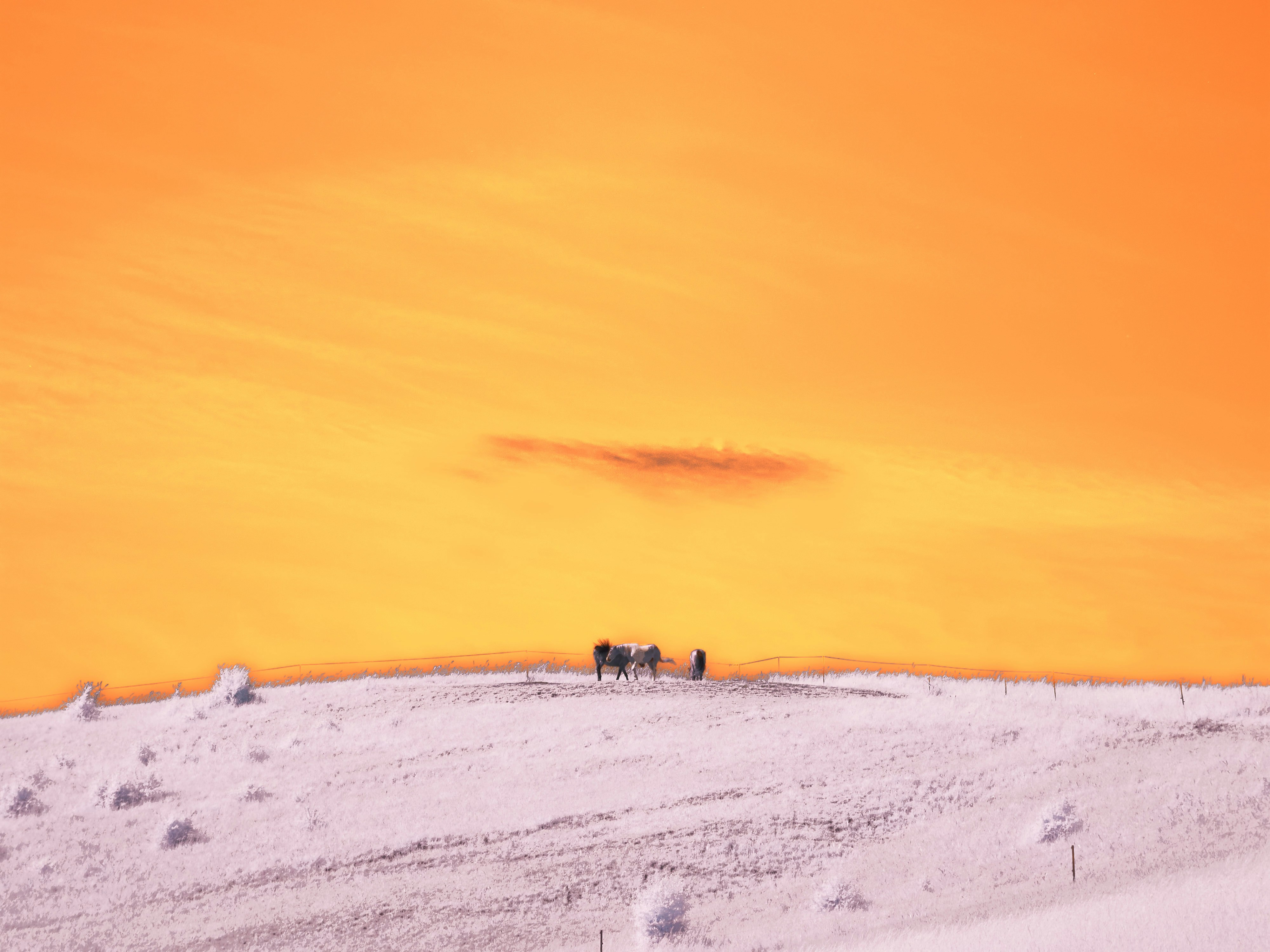 Photo by wolfgang_hasselmann