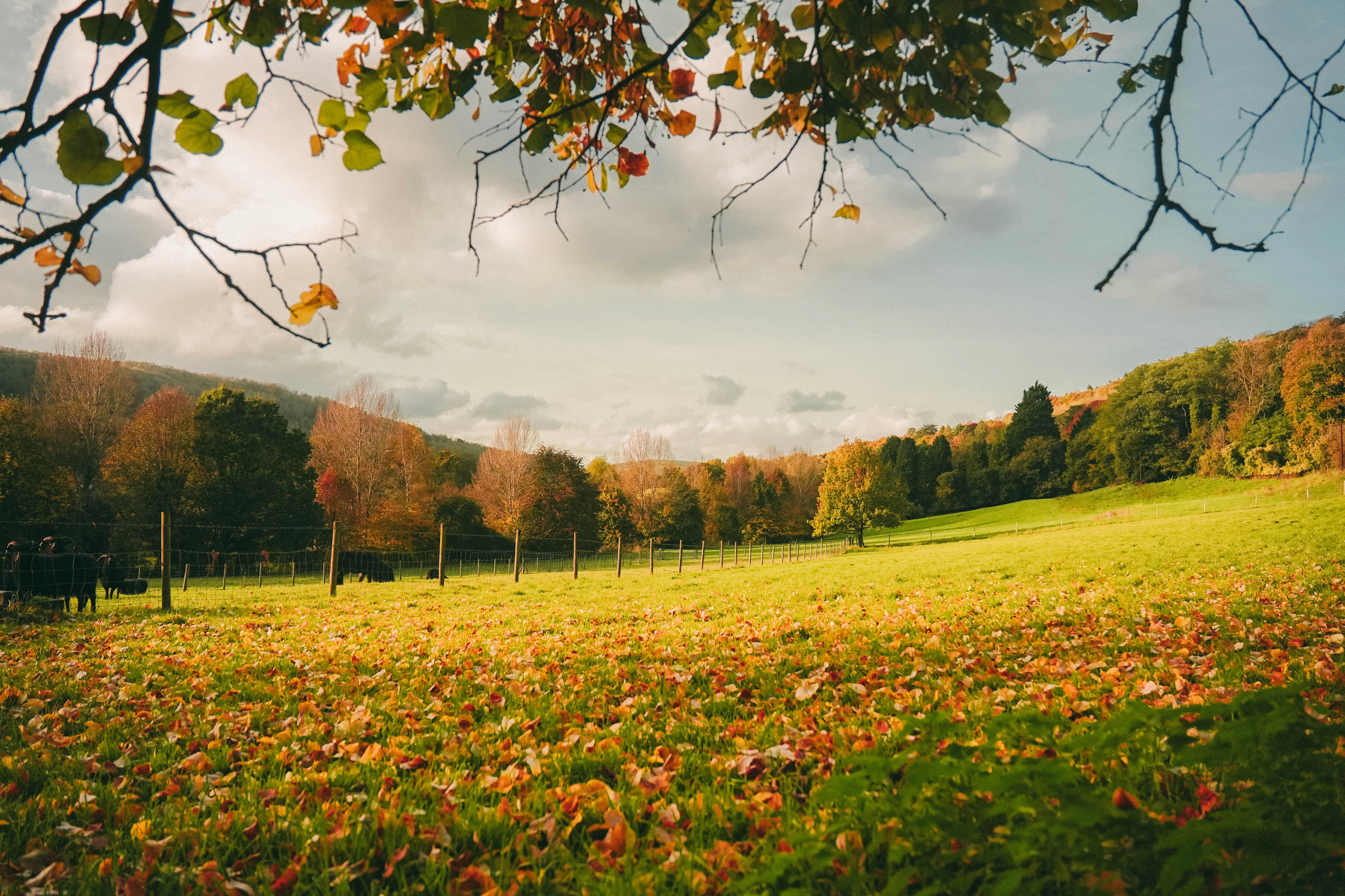 A grassy field with trees in the background