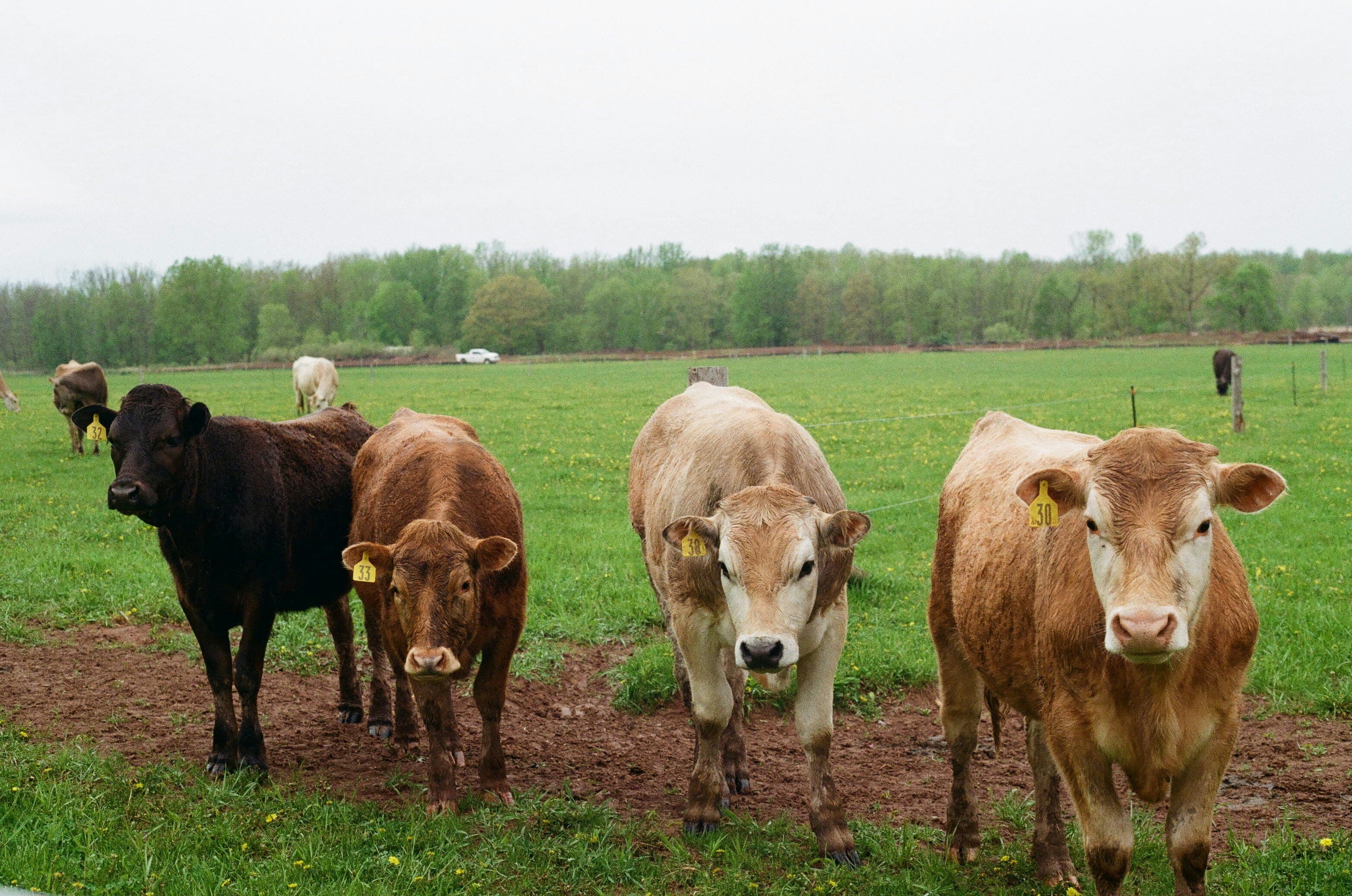 A herd of cattle standing on top of a lush green field