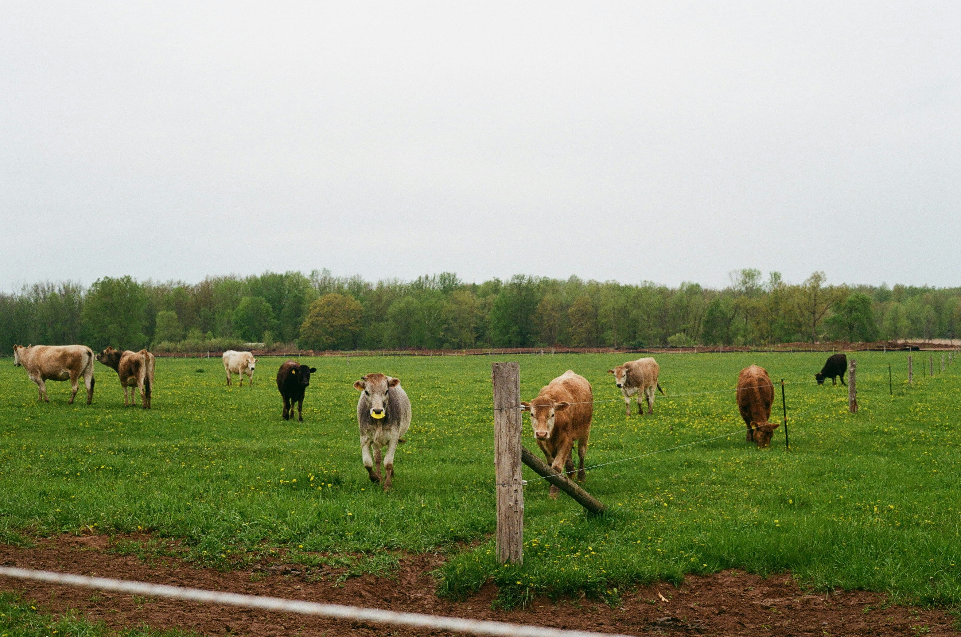 A herd of cattle grazing on a lush green field