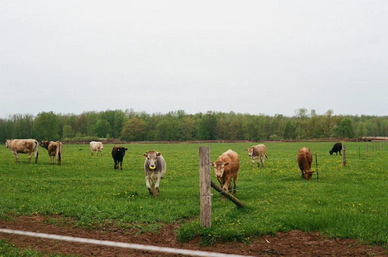 R.S. Buff Rumen Acidosis Guard
