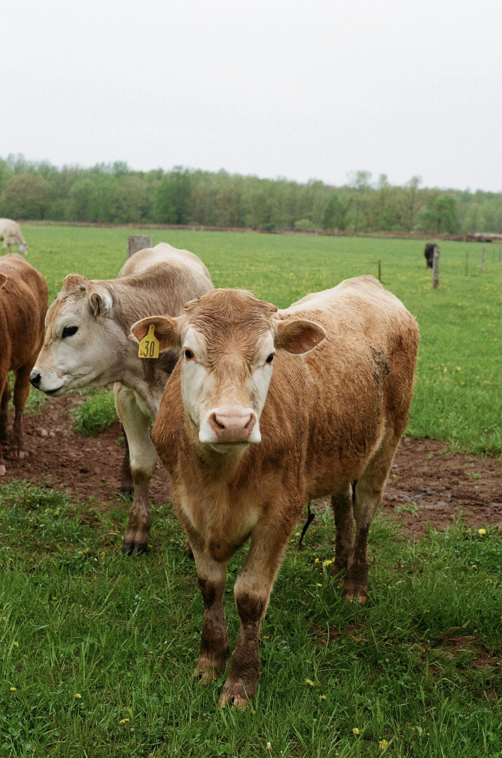 A herd of cattle standing on top of a lush green field