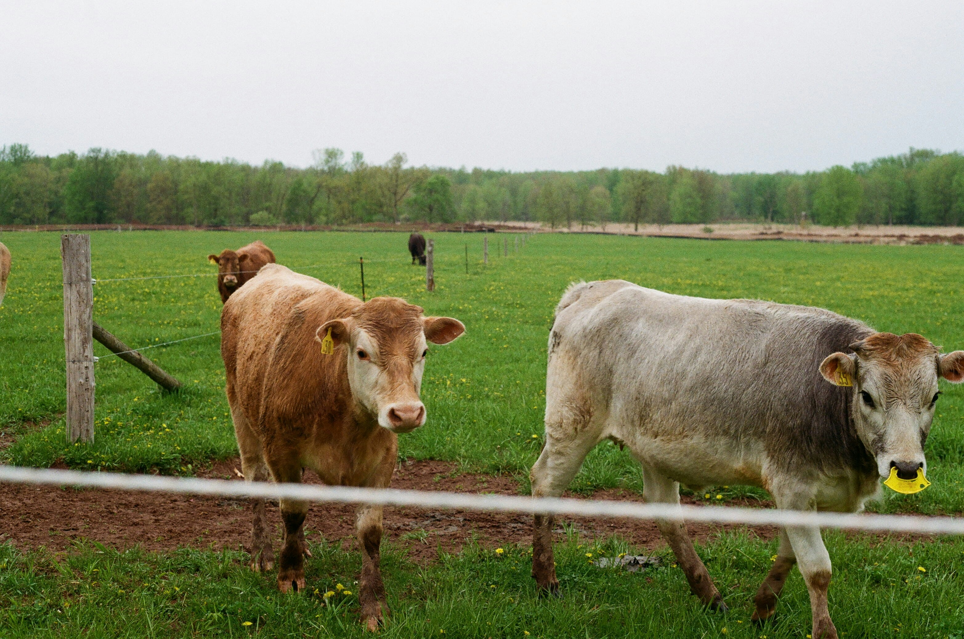 A herd of cattle walking across a lush green field