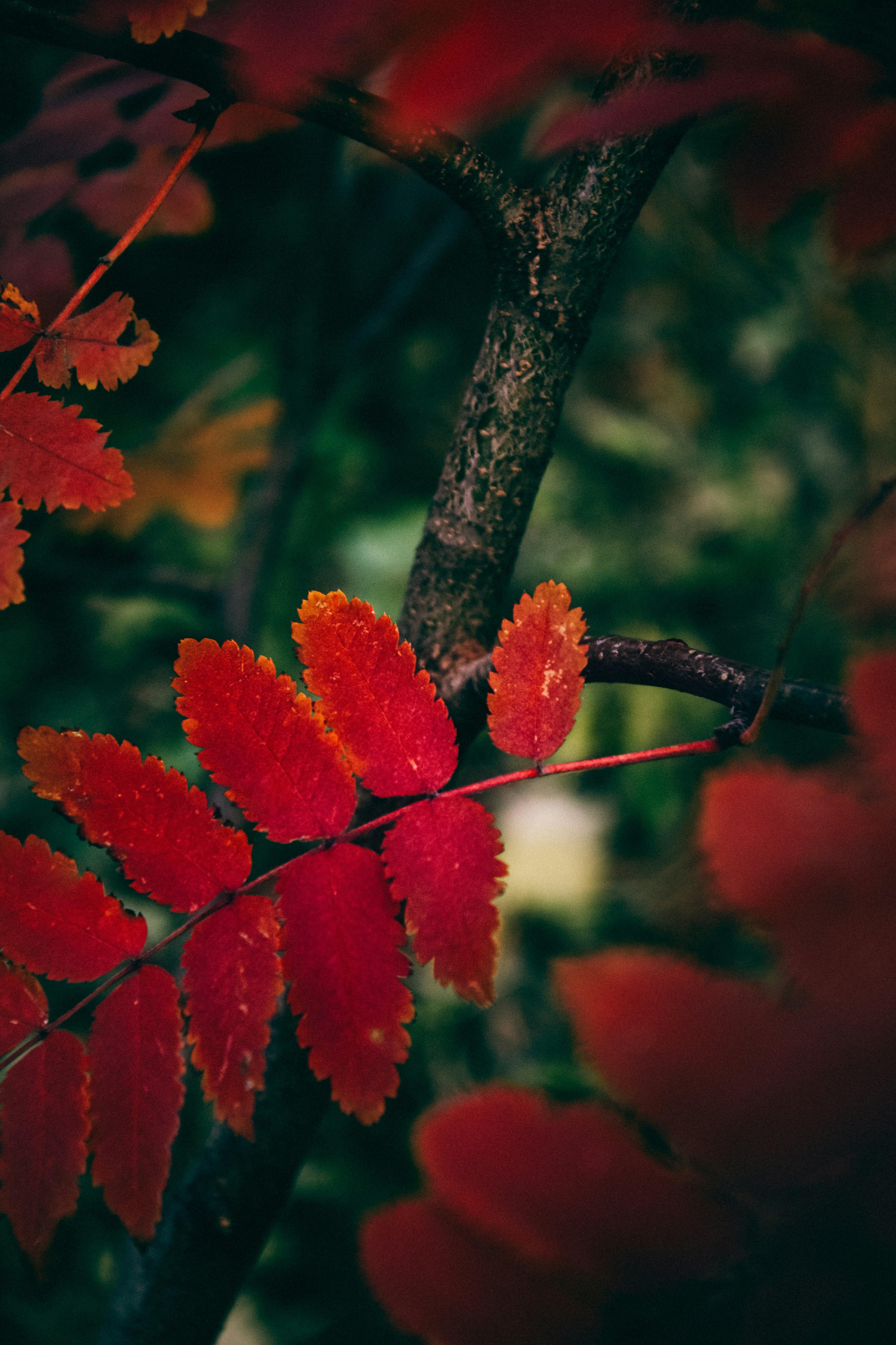 Photo by impermanent