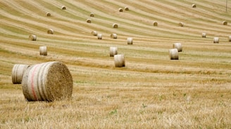 A field full of bales of hay