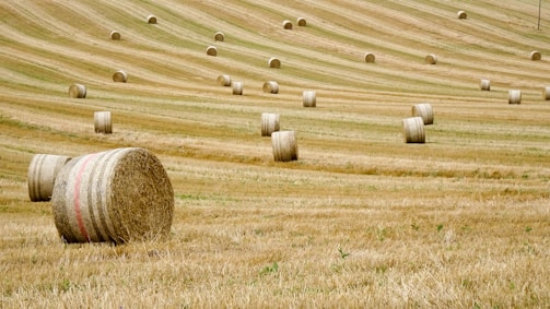 A field full of bales of hay