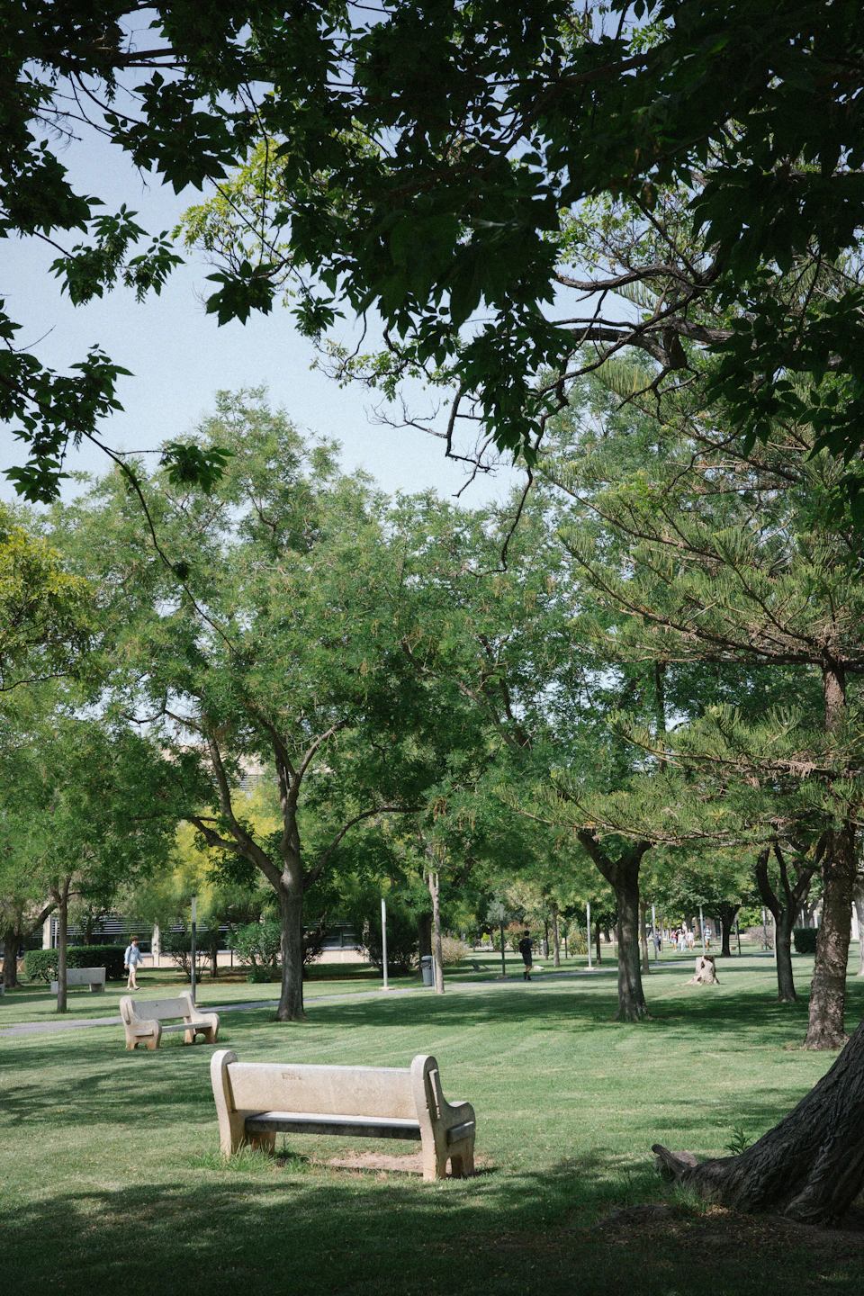 The image depicts a serene park scene with two wooden benches situated on a grassy area, facing away from each other and surrounded by lush green trees. The sky above is clear blue, suggesting a bright and sunny day. In the background, there are additional trees that add to the natural beauty of the setting.