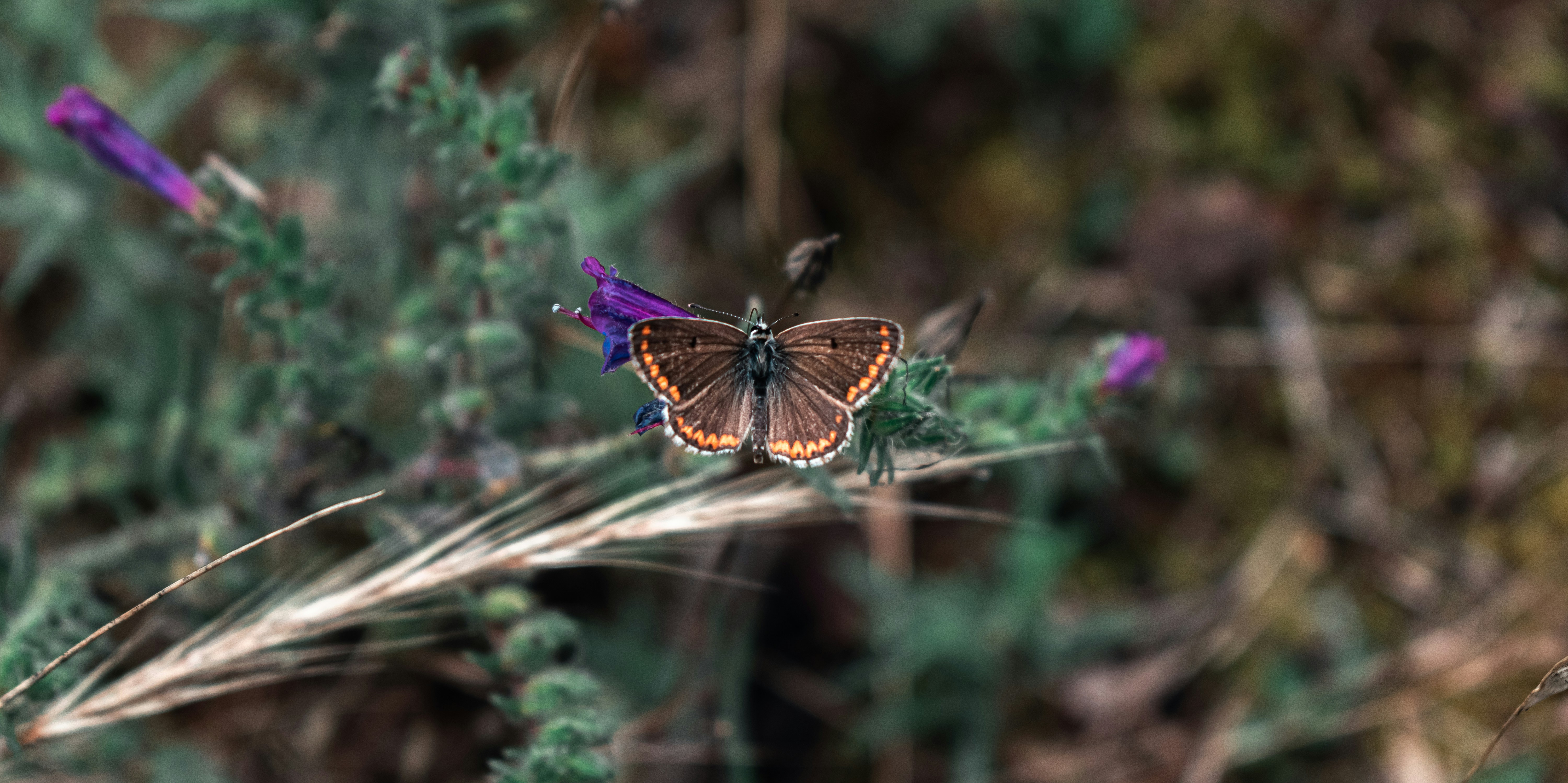 Photo by vadym_alyekseyenko