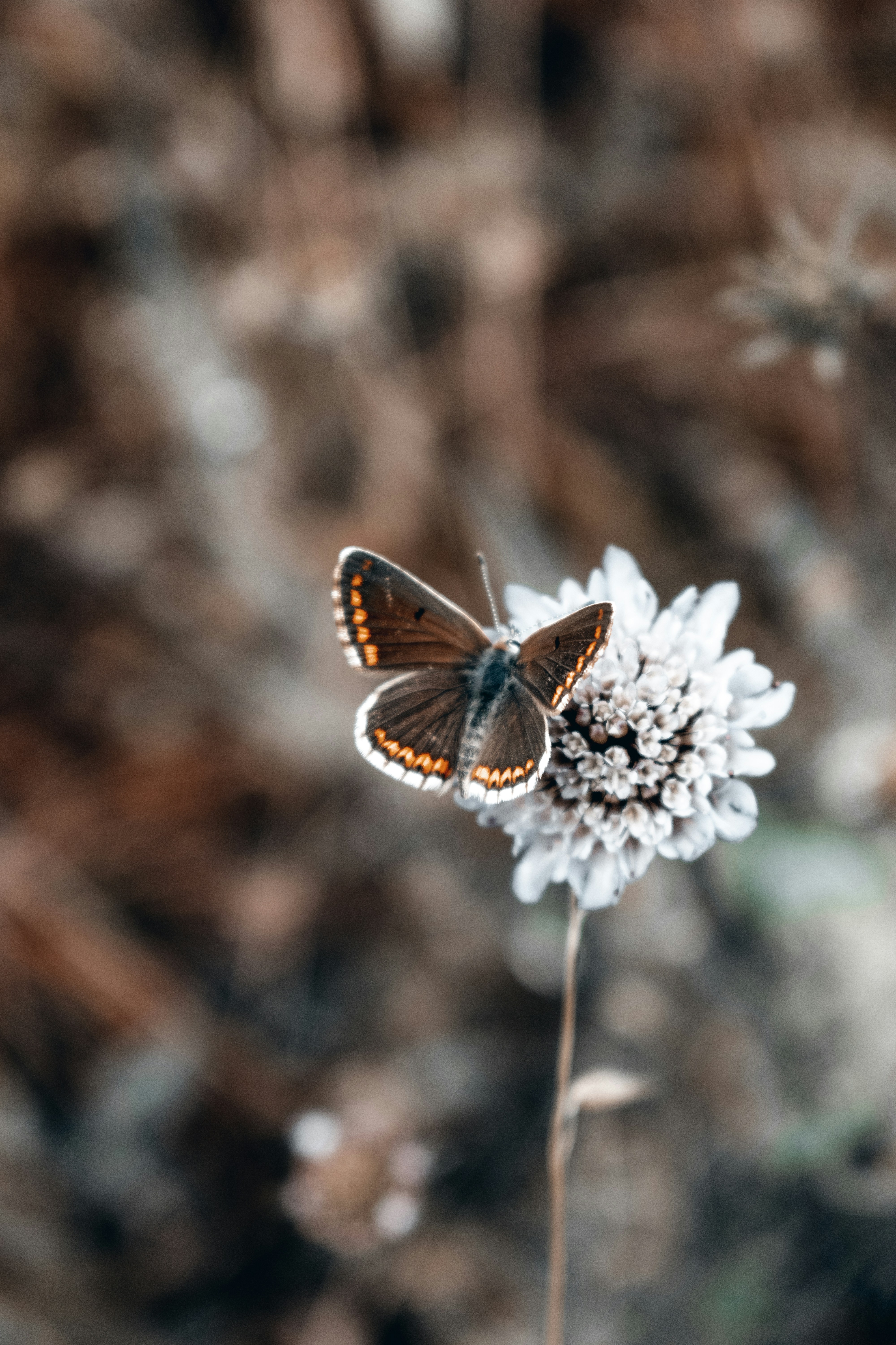 Photo by vadym_alyekseyenko