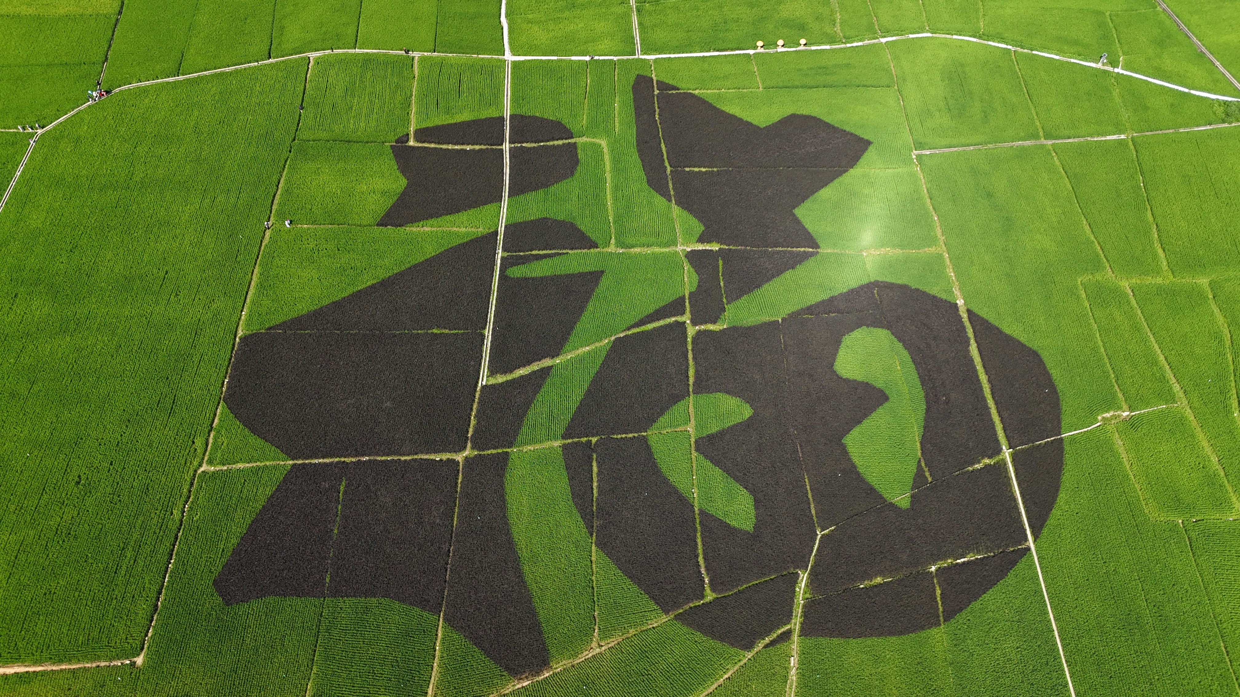 An aerial view of a large green field