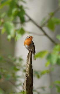 A small bird perched on top of a piece of wood